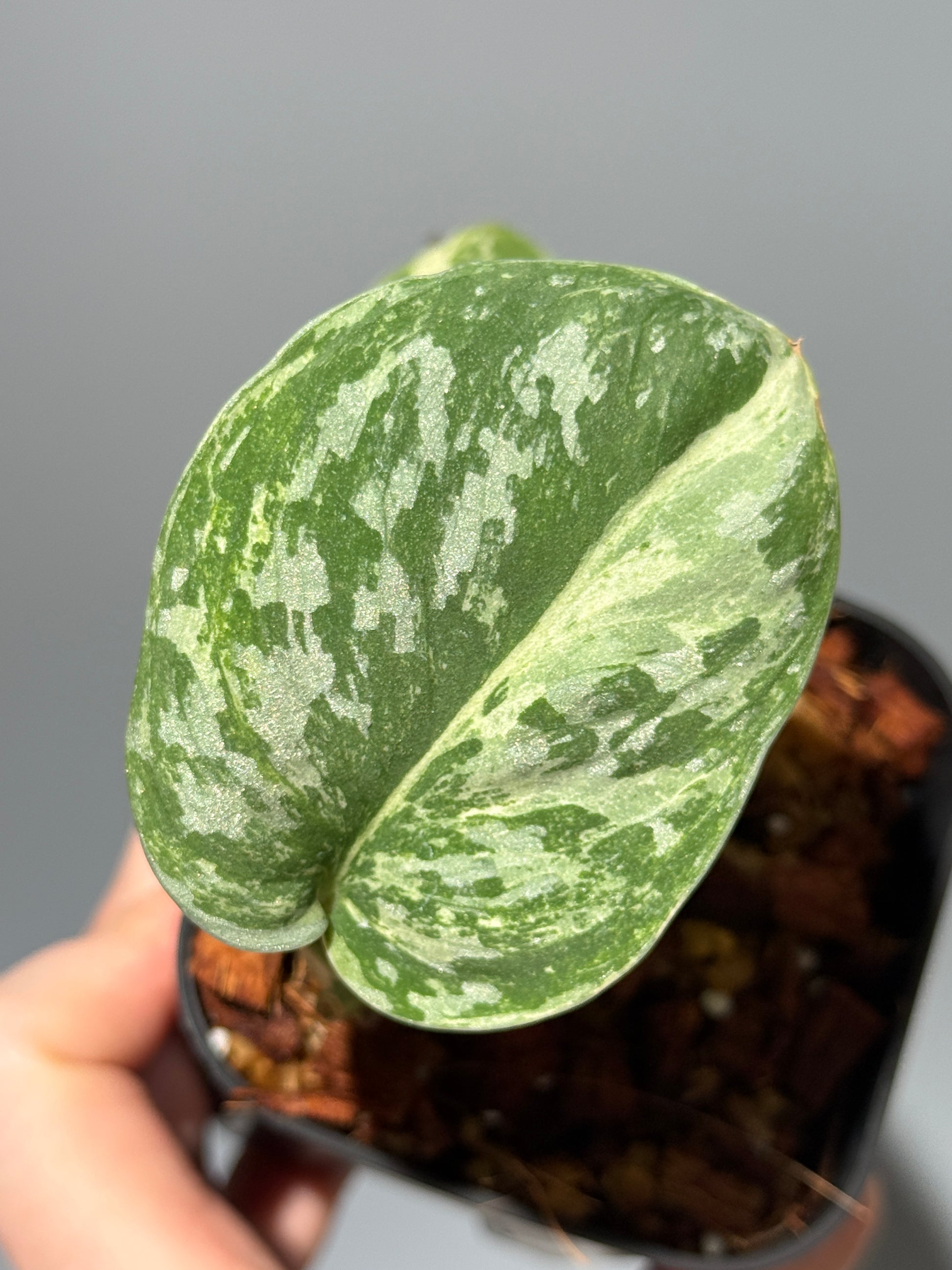 スキンダプサス ホワイトクロコダイル / Scindapsus White crocodile (1)