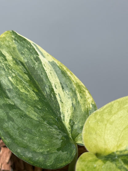 スキンダプサス プサカ / Scindapsus pusaka  (2)