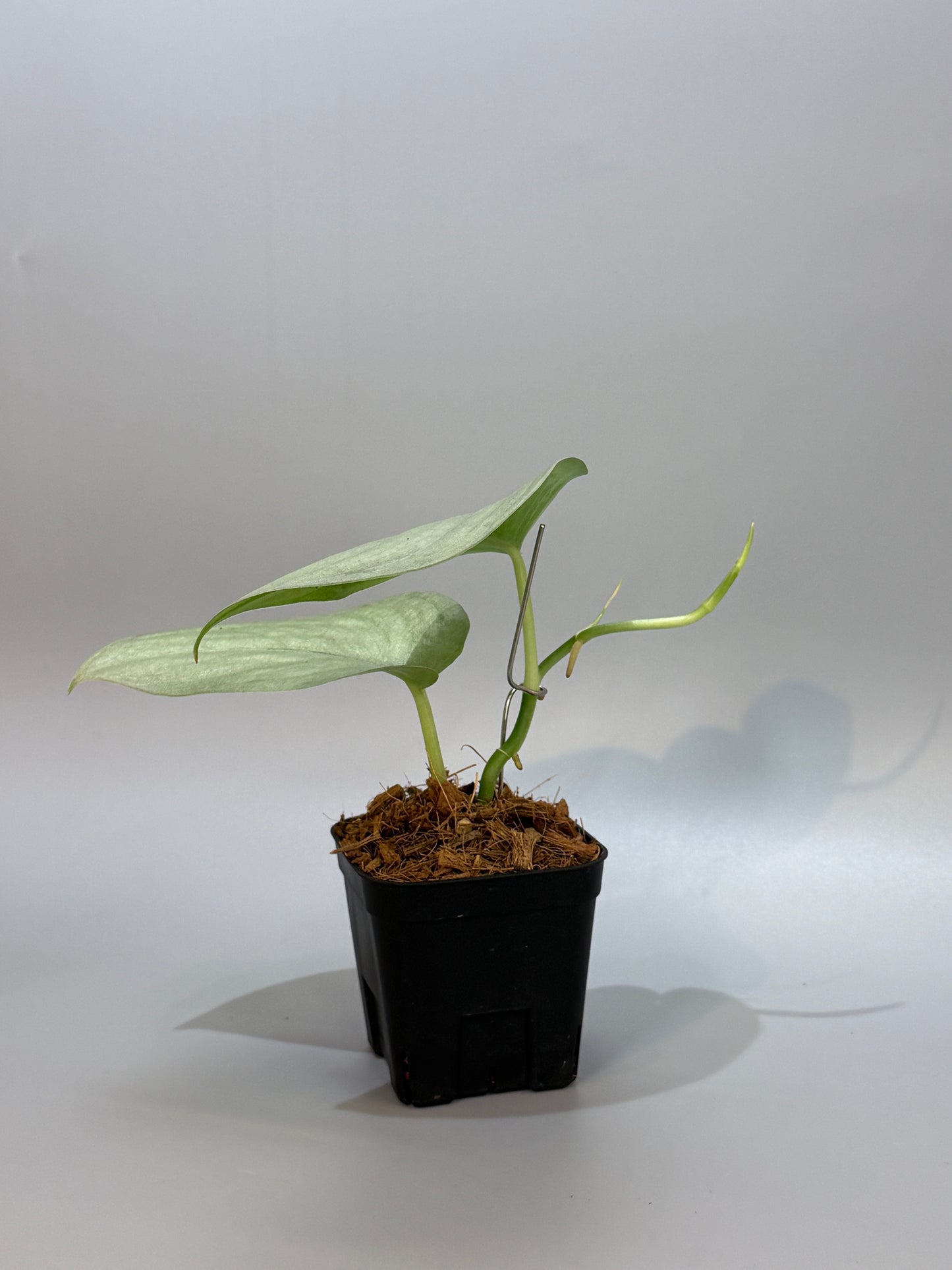 スキンダプサス エリンダ / Scindapsus Erlinda (3)