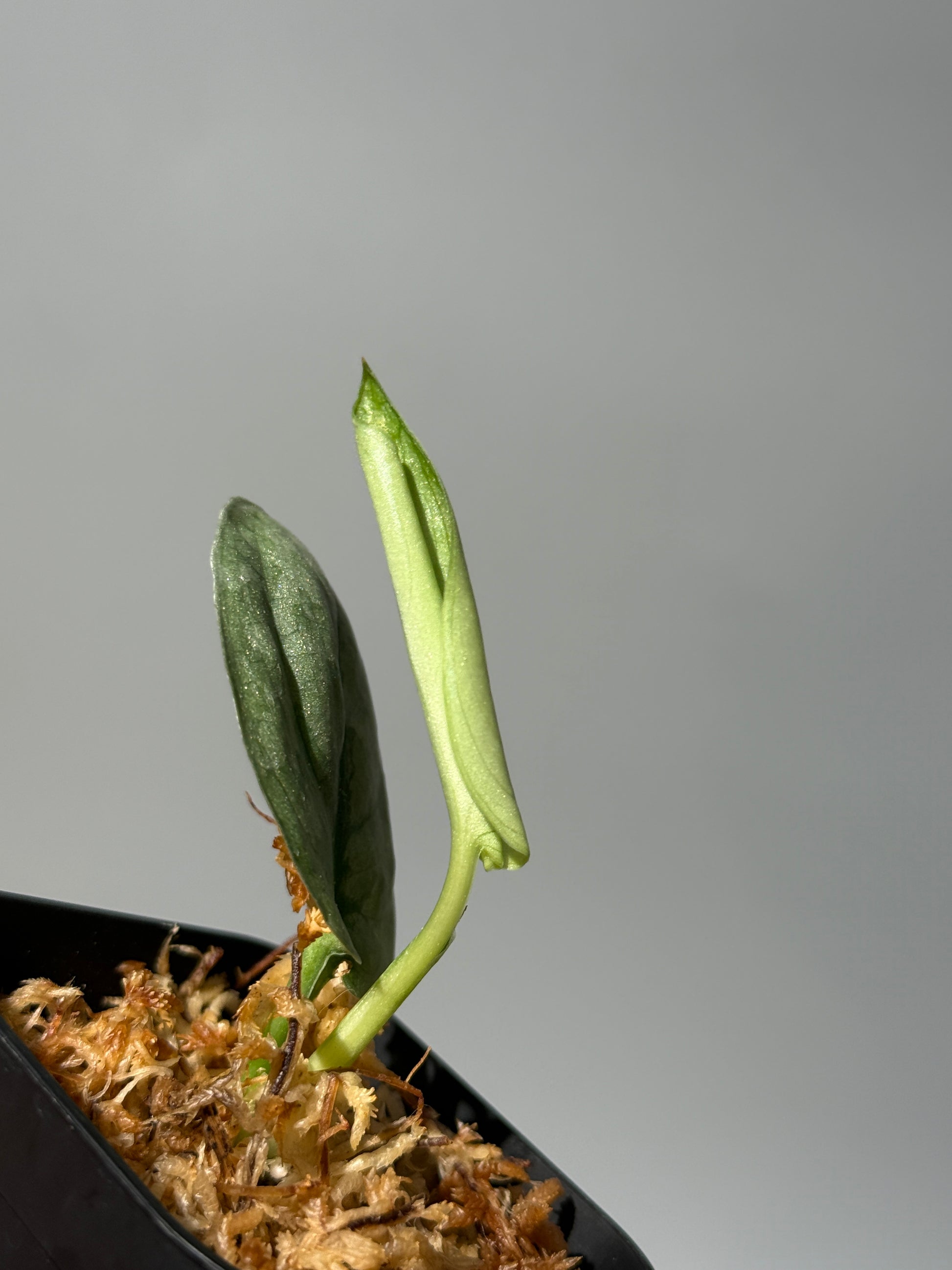 スキンダプサス Sp.バニュマス / Scindapsus Sp.Banyumas (1)