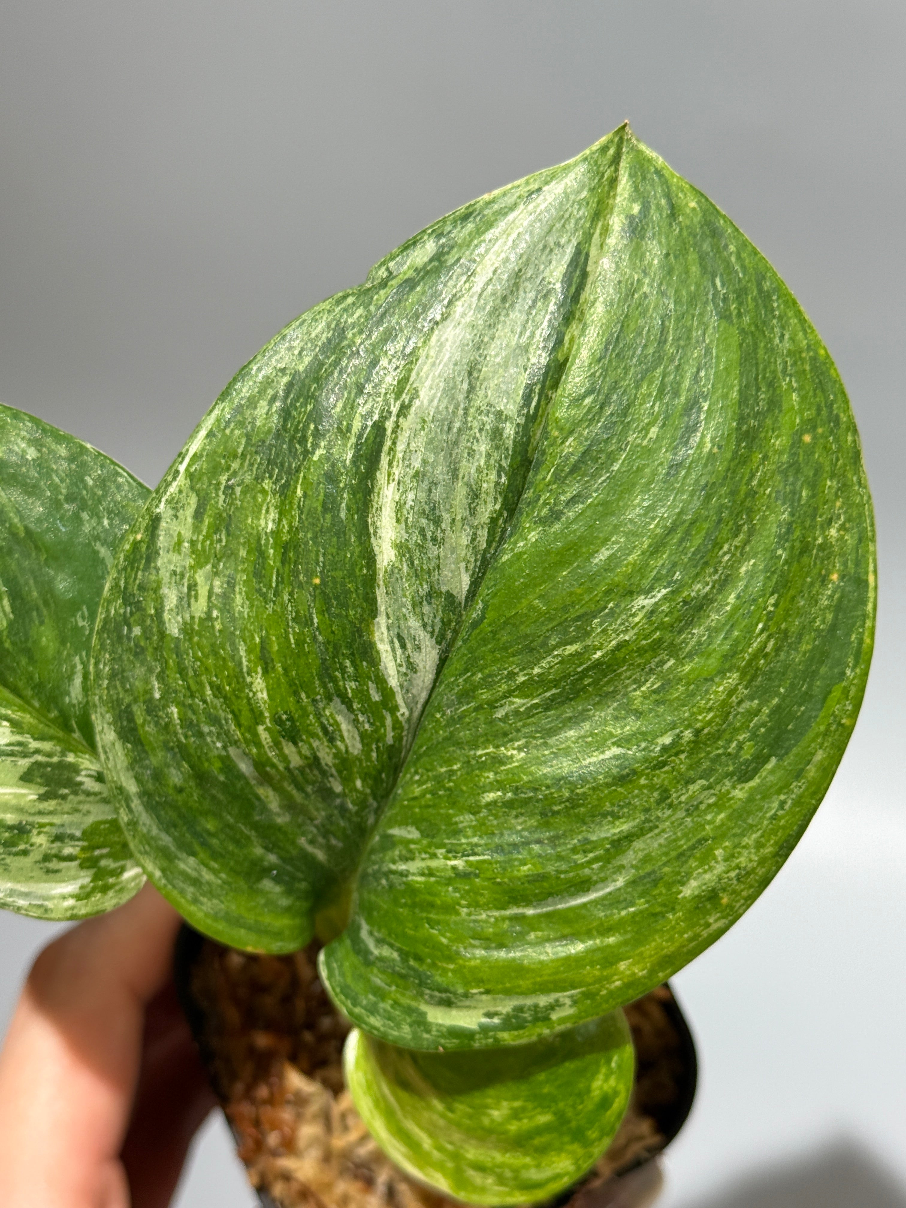All Plants – Nakayama-Plants