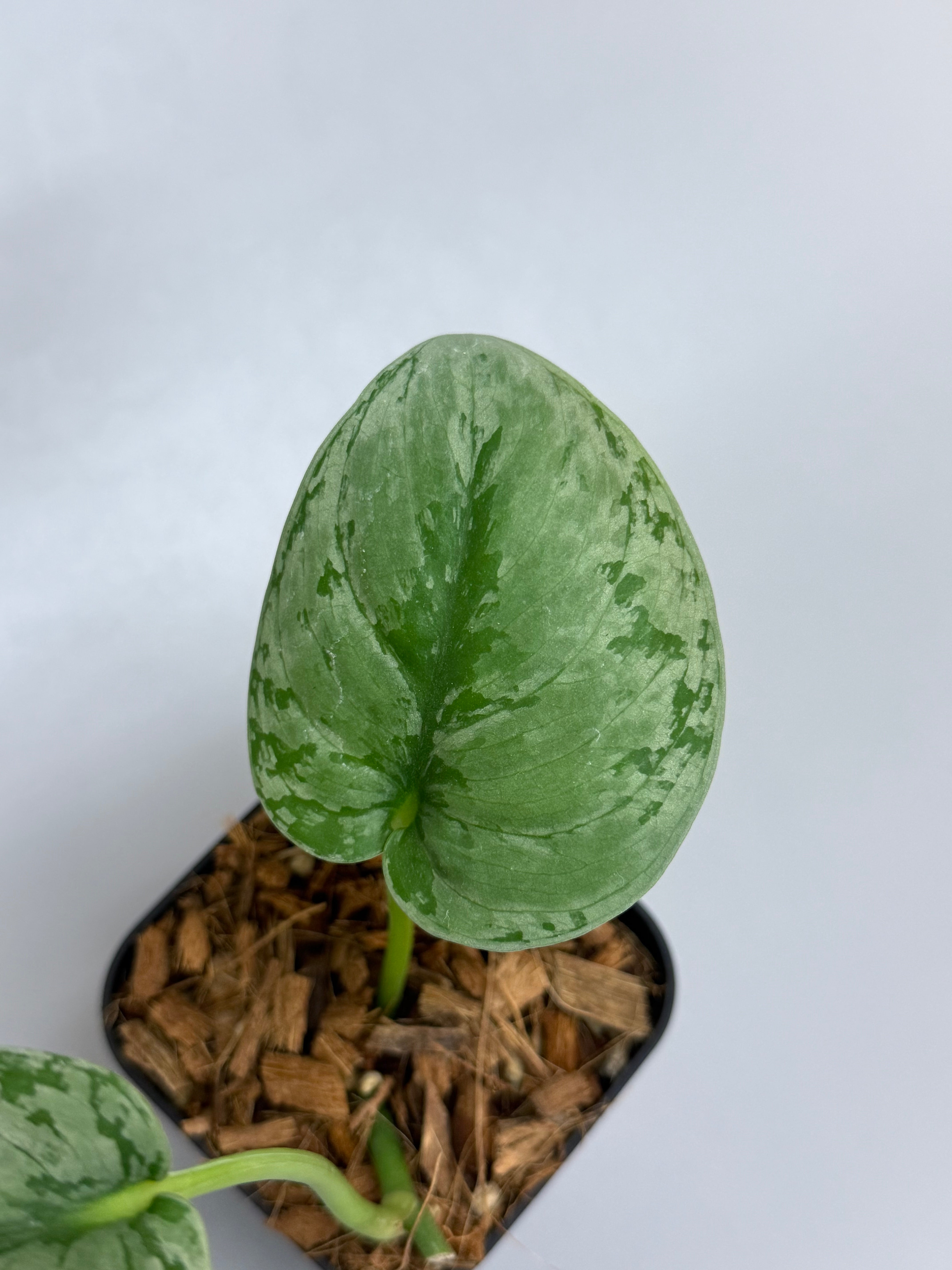 スキンダプサス sp.ジャンビ / Scindapsus sp.jambi (1) – Nakayama-Plants