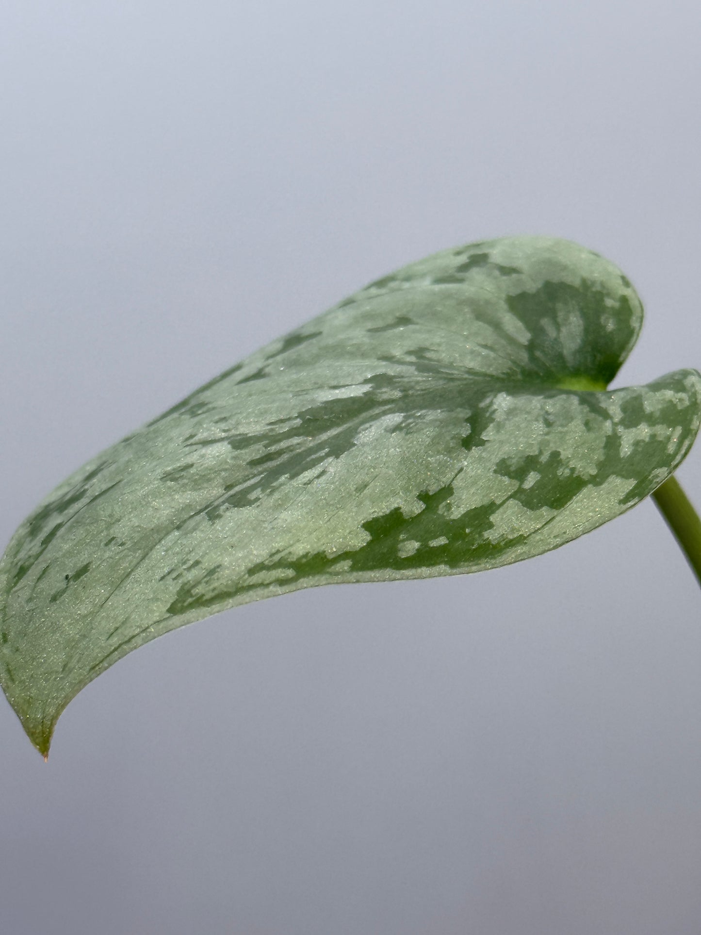 スキンダプサス sp.ジャンビ / Scindapsus sp.jambi (3)