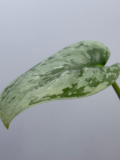 スキンダプサス sp.ジャンビ / Scindapsus sp.jambi (3)