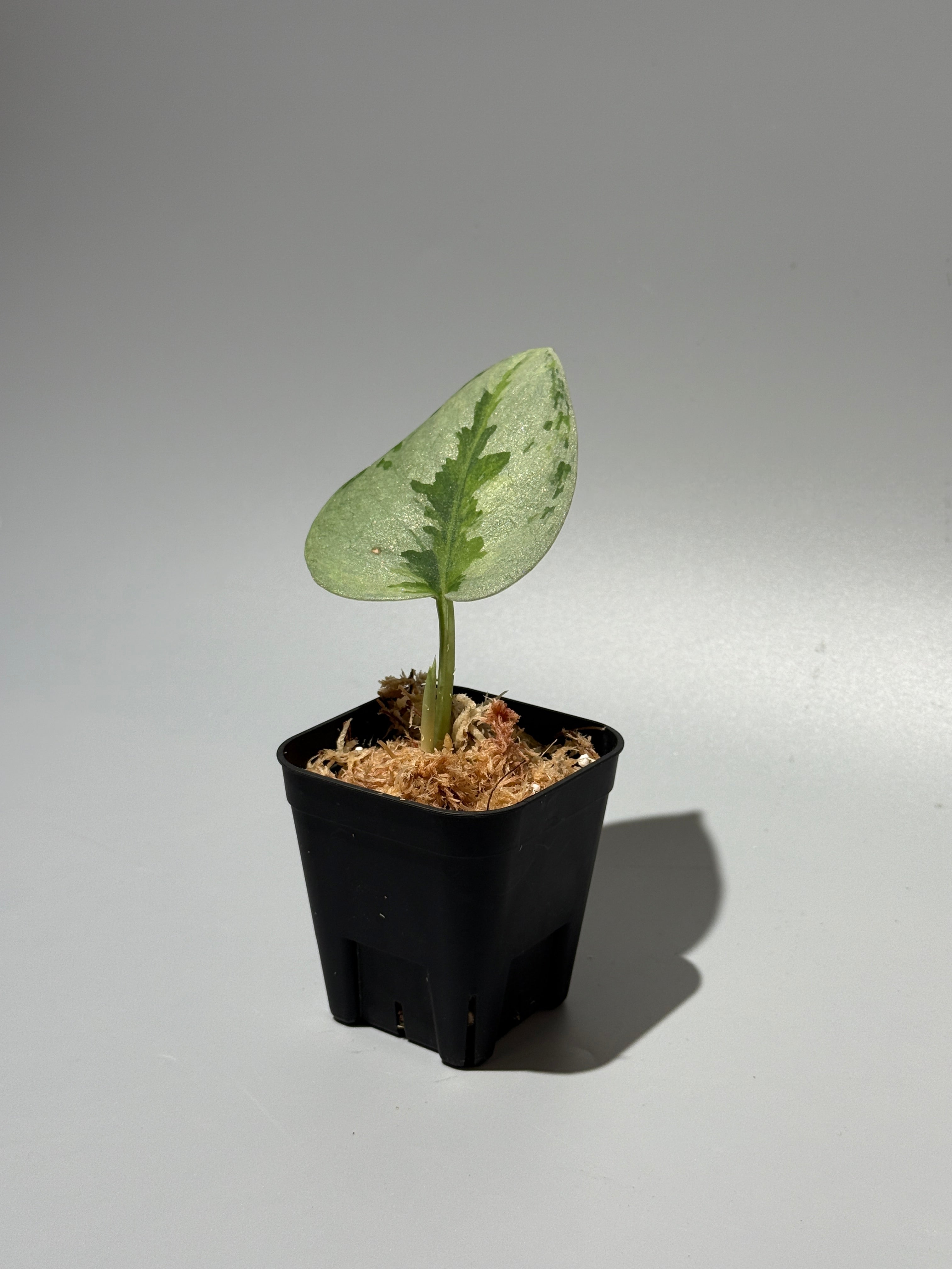 スキンダプサス ユパ / Scindapsus Yupa (1) – Nakayama-Plants
