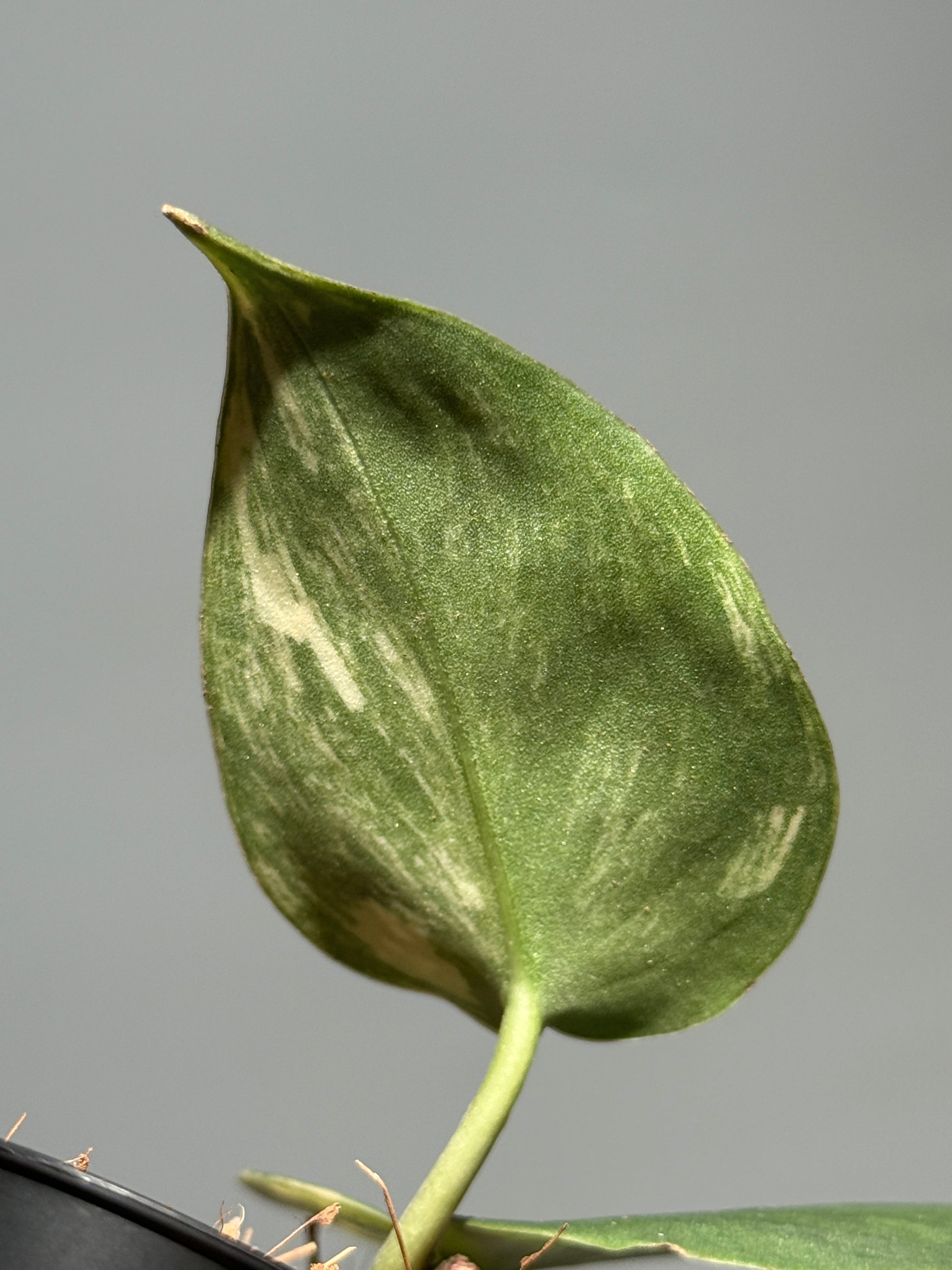 スキンダプサス メラカイ / Scindapsus Merakai (1)