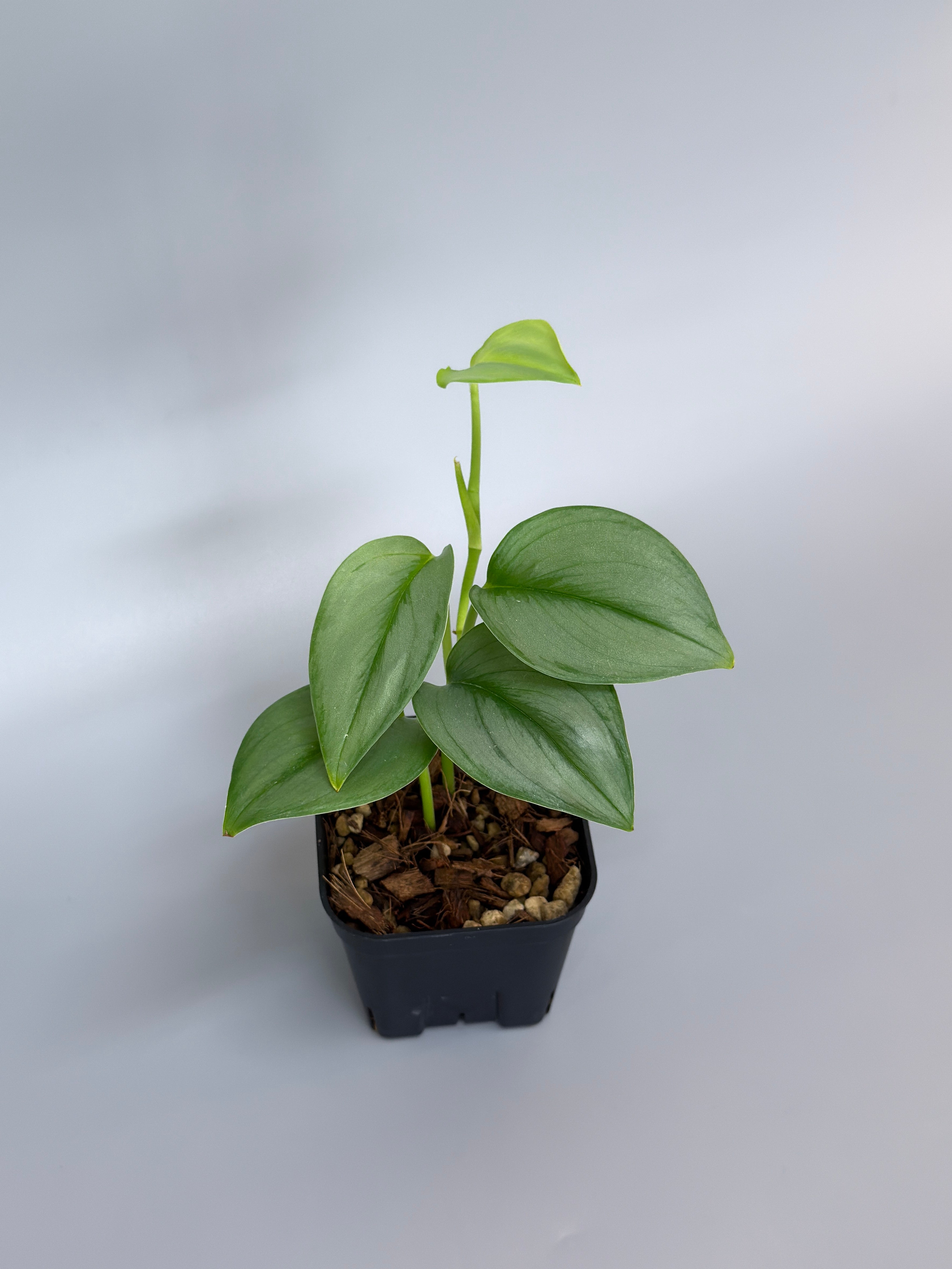 All Plants – Page 2 – Nakayama-Plants