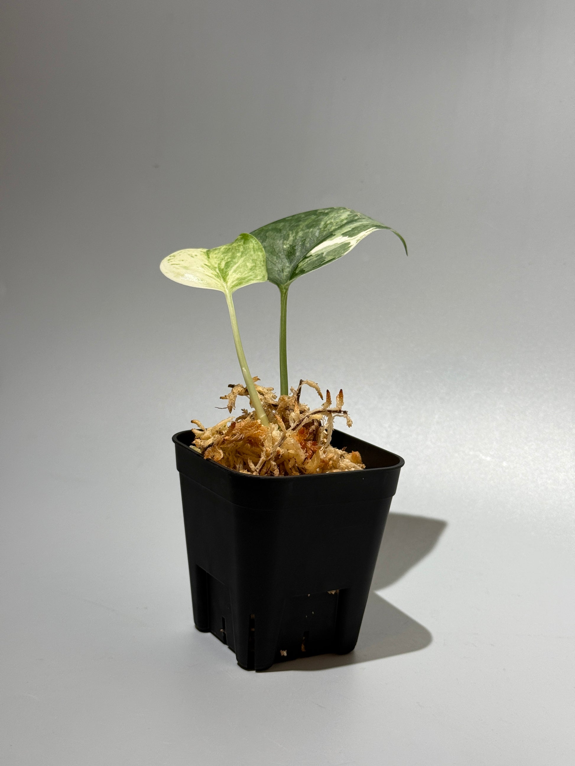 スキンダプサス ブルークラウド トリカラー / Scindapsus Exotica cloud tricolor (1)