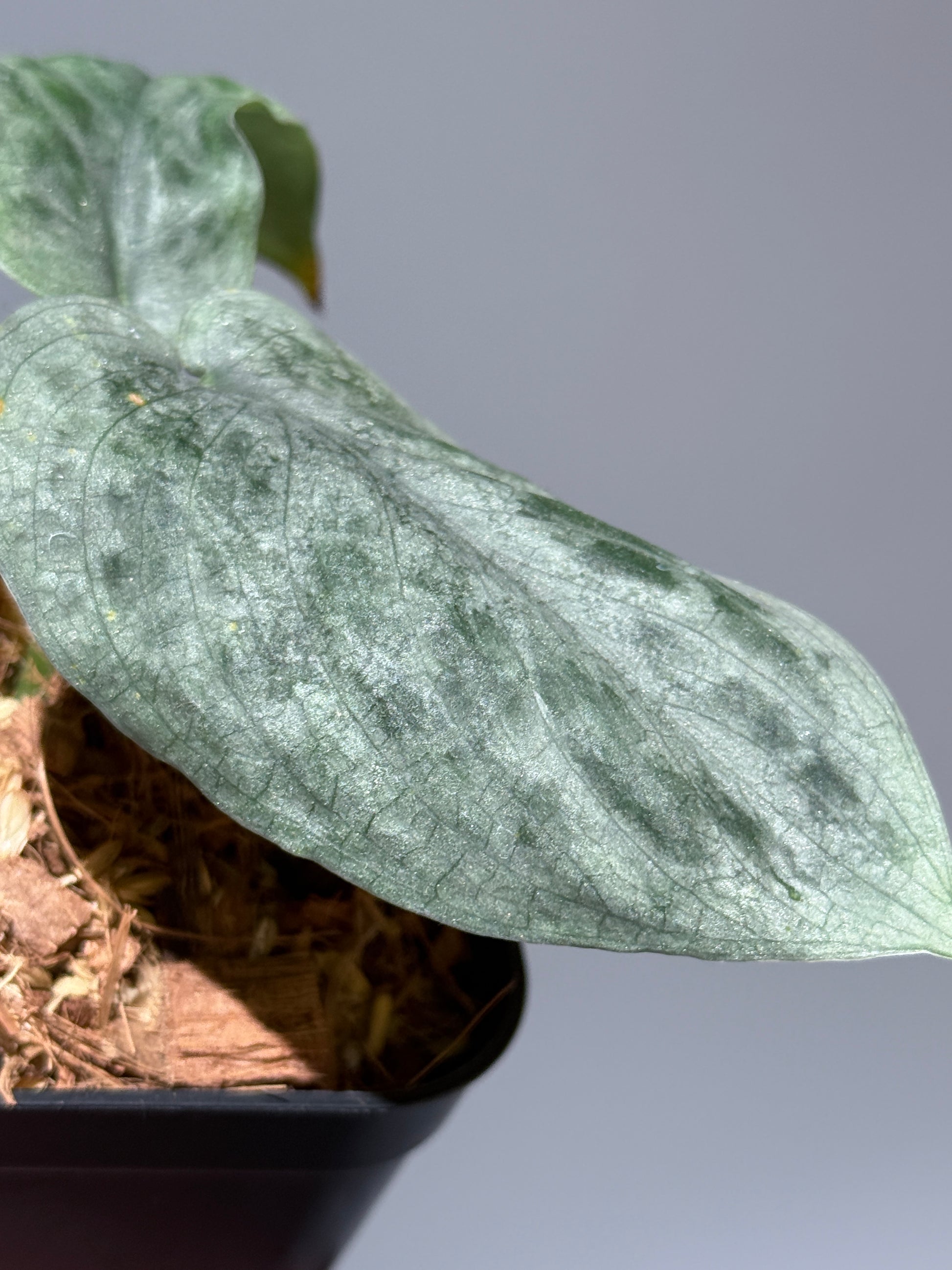 スキンダプサス  タトゥー / Scindapsus Tatoo (2)