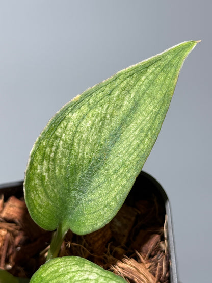 スキンダプサス パイソン ミント / Scindapsus Python mint (1)