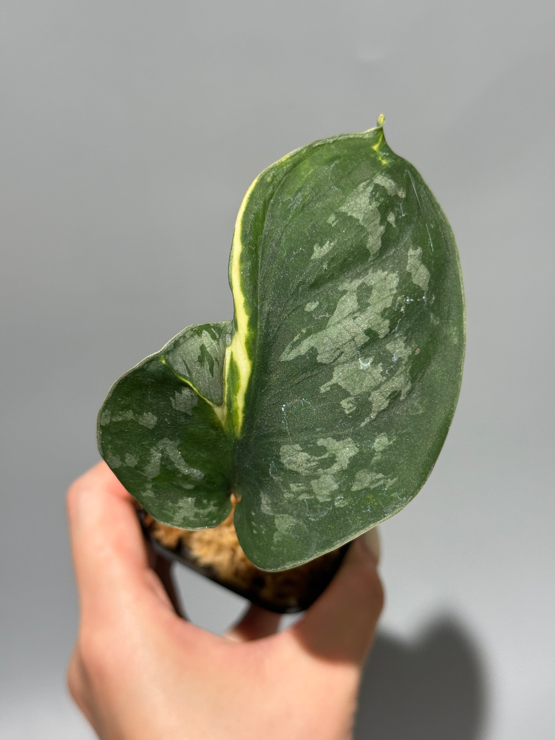 スキンダプサス イバタン  / Scindapsus Ibatan (1)