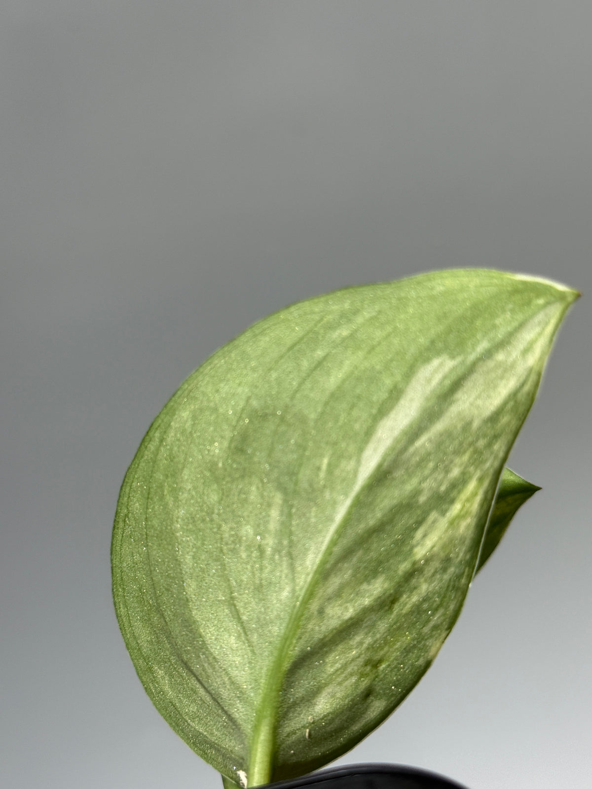 スキンダプサス エキゾチカ サラカ トリカラー  / Scindapsus Exotica salaka toricolor (1)