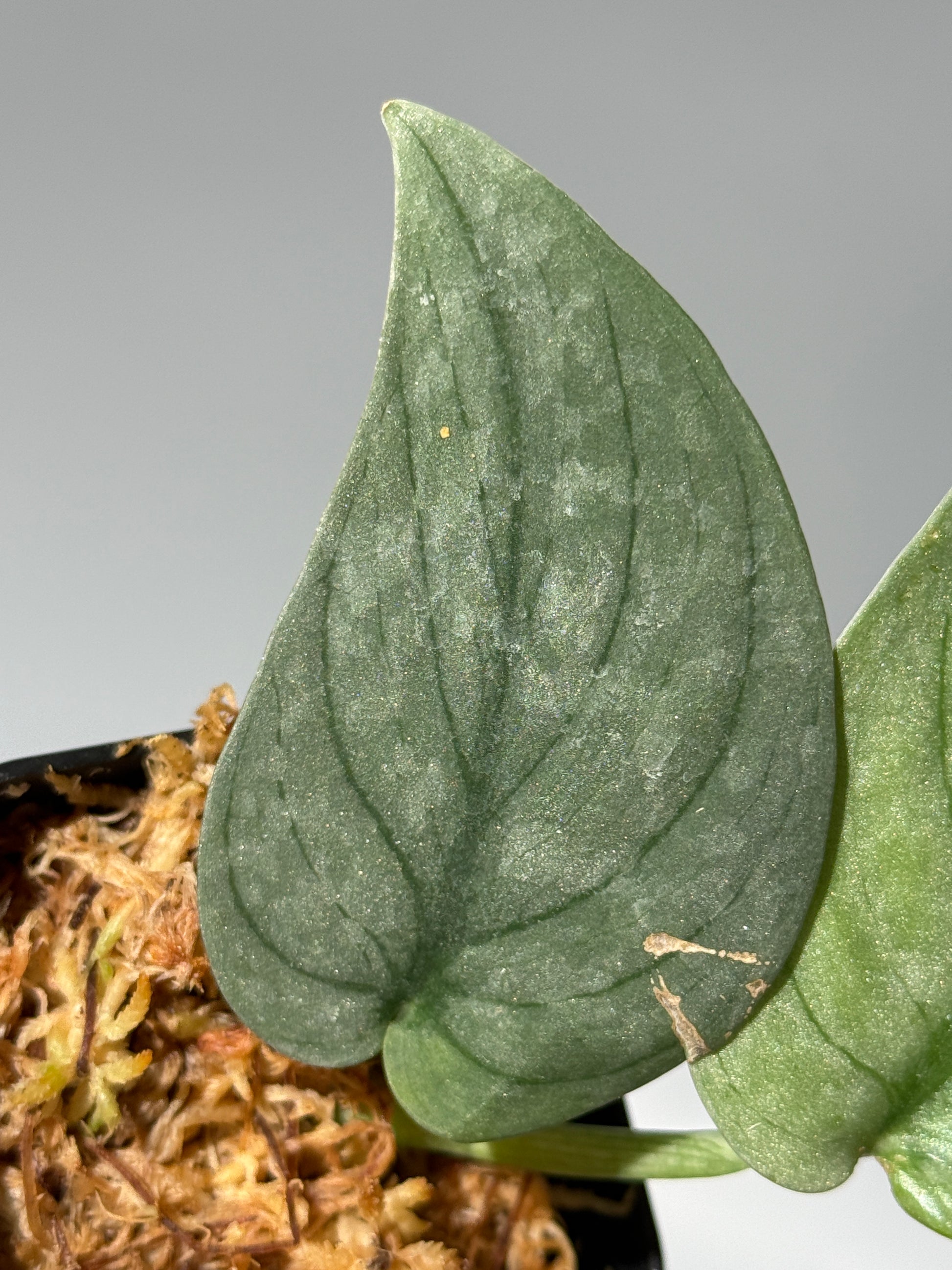 スキンダプサス グリーンベイン / Scindapsus Green vein (1)