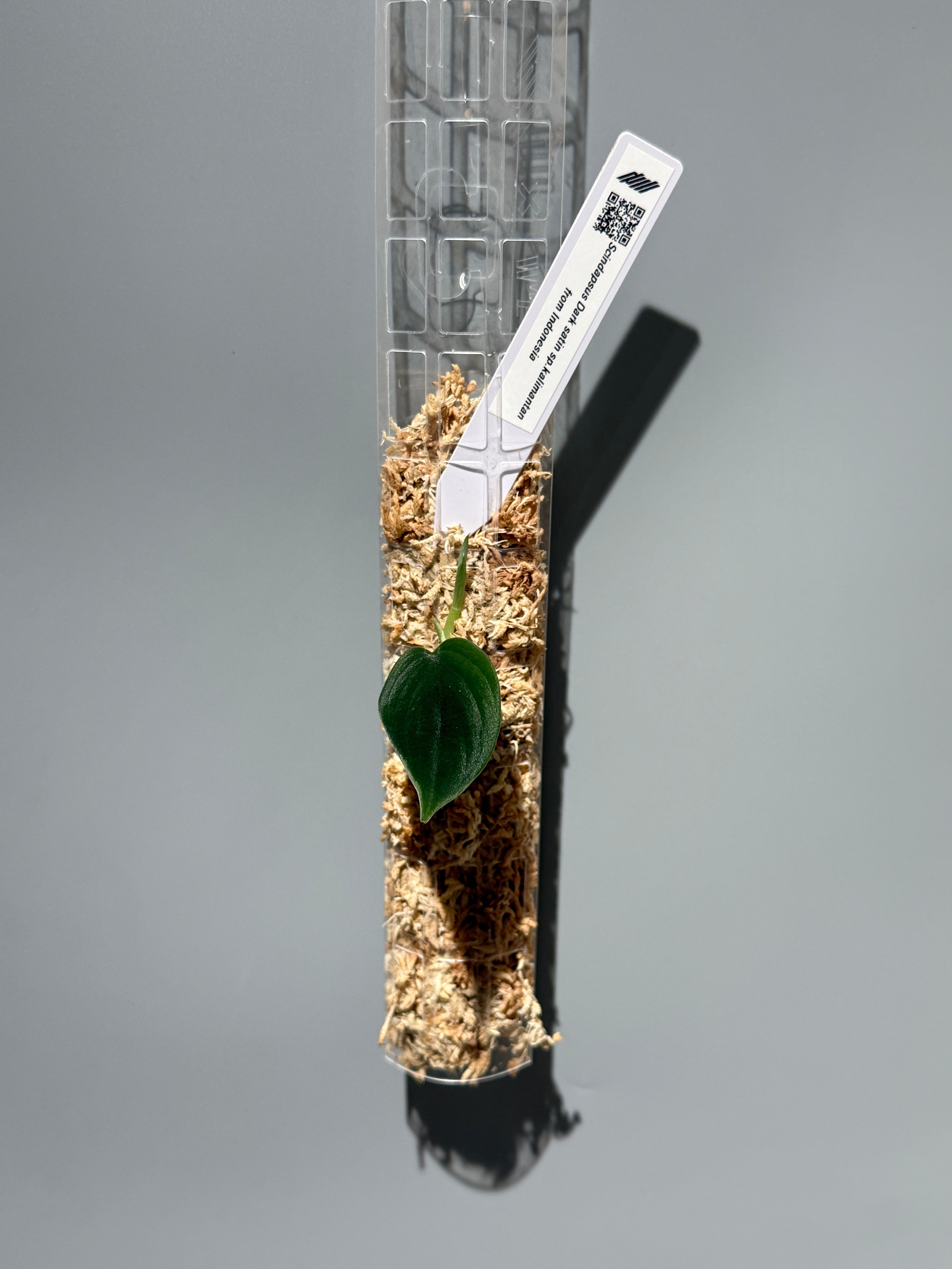 商品 – Page 3 – Nakayama-Plants