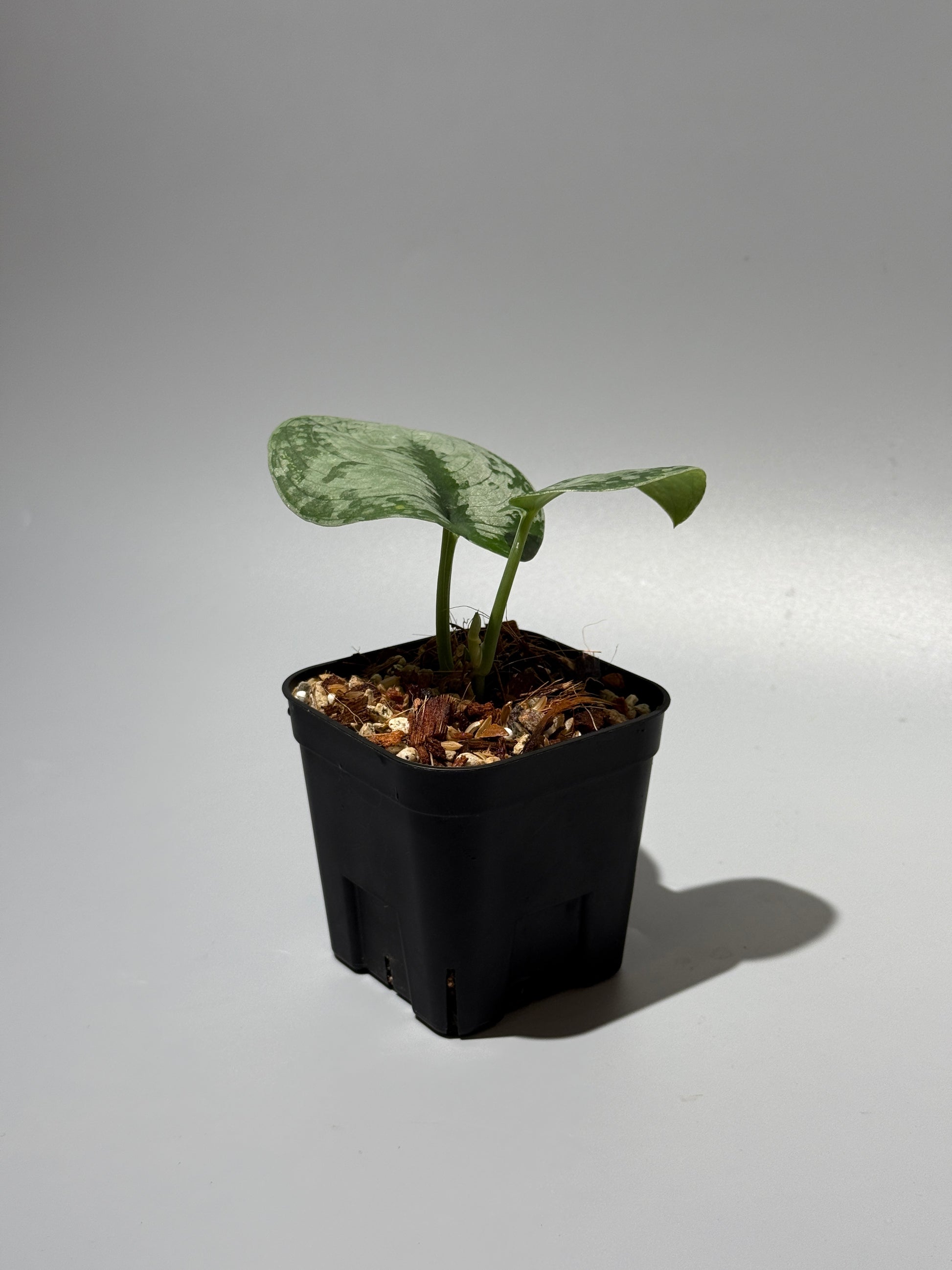 スキンダプサス ドラヤキ / Scindapsus Dorayaki (1)