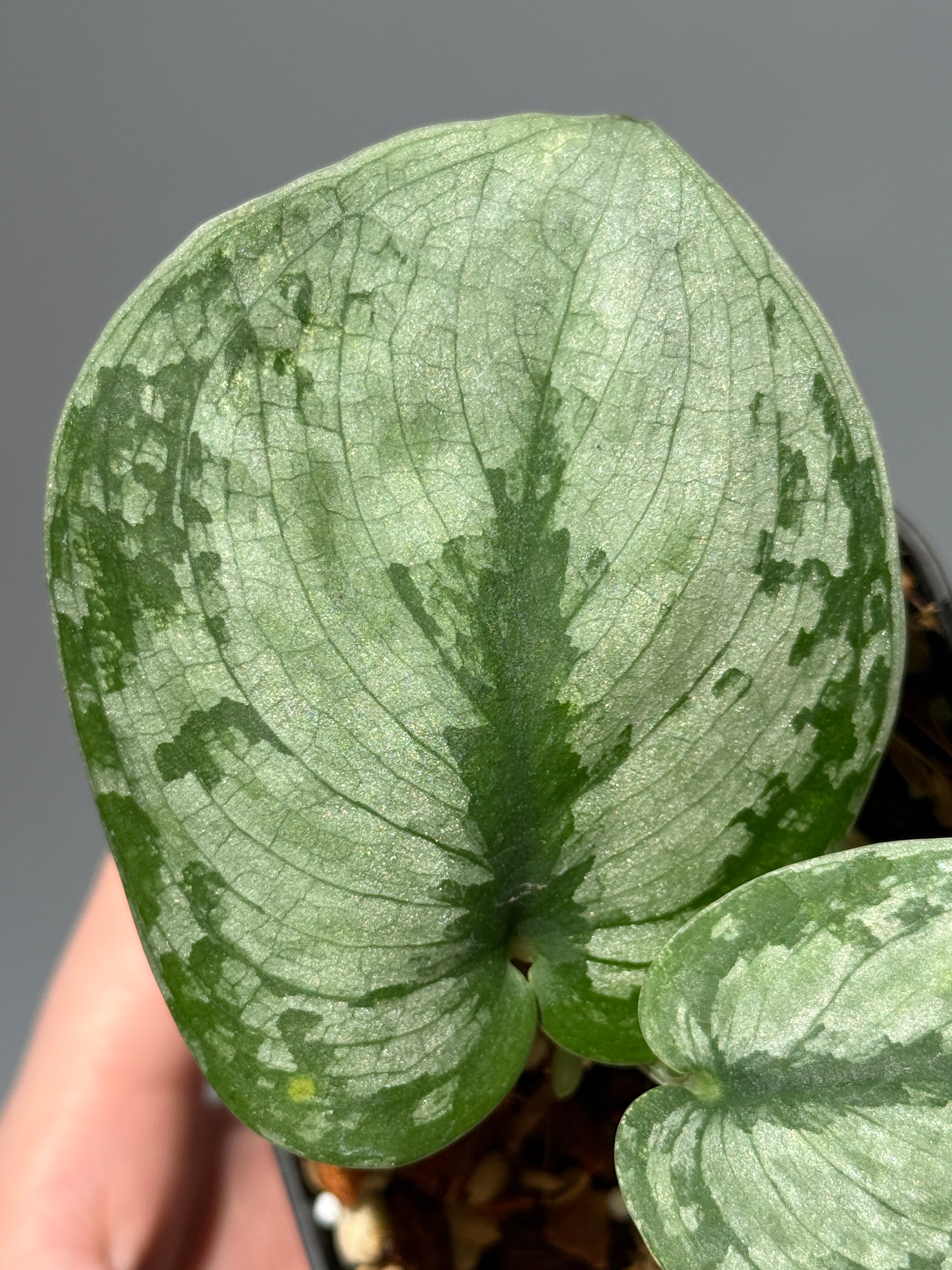 スキンダプサス ドラヤキ / Scindapsus Dorayaki (1)