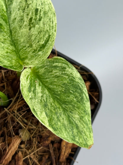 スキンダプサス トレビー マーブル  / Scindapsus treubii marble  (3)