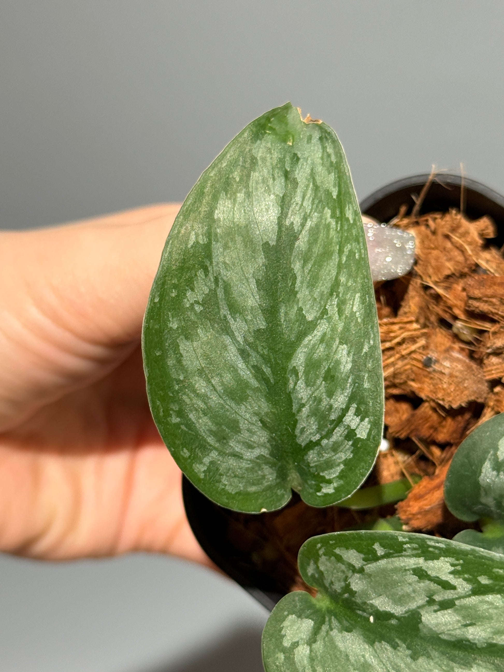 スキンダプサス ダーク クラウド Sp. カリマンタン / Scindapsus Dark cloud Sp. Kalimantan (1)