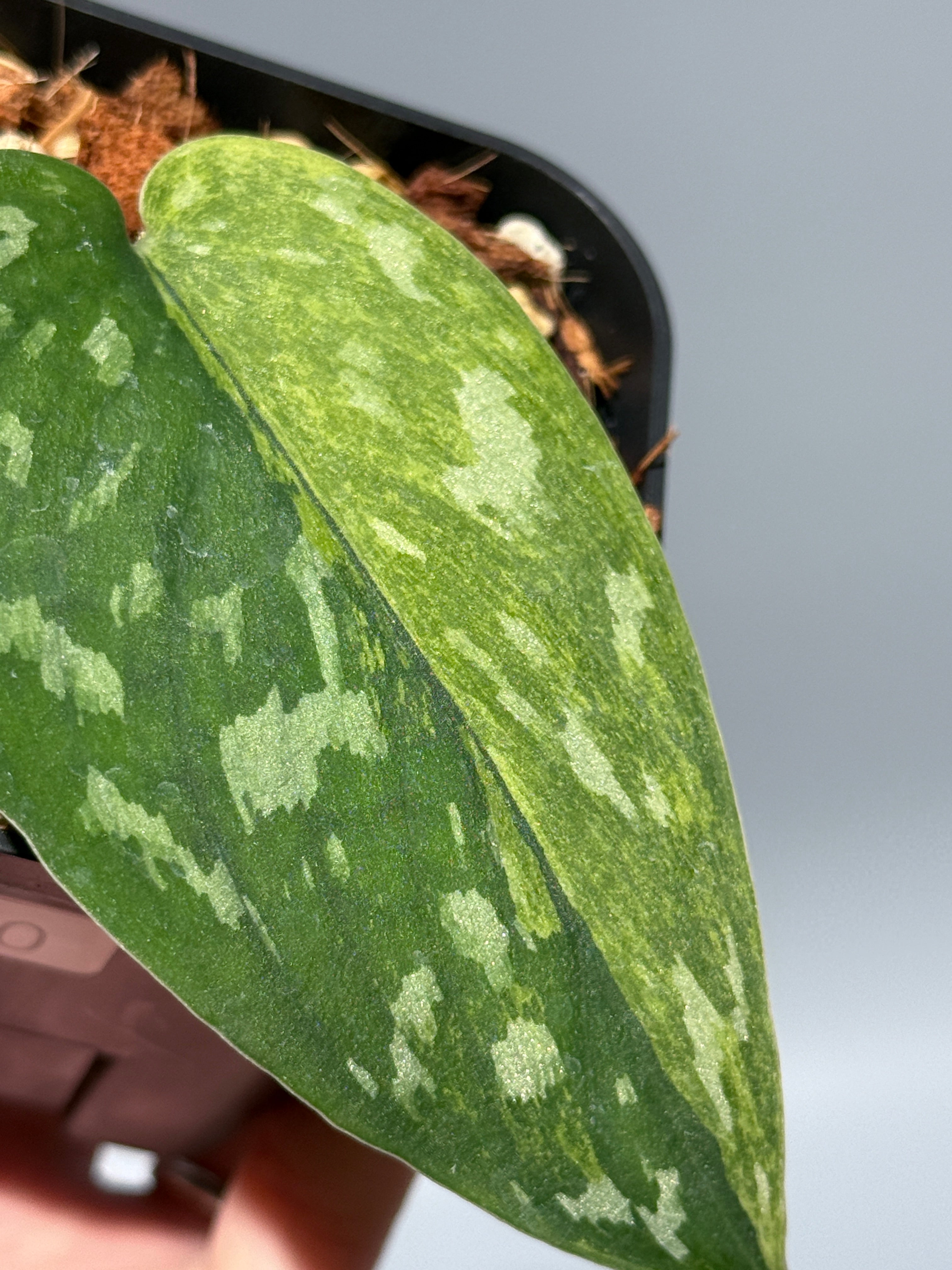 スキンダプサスsp 抹茶ラテ スキンダプサスsp 抹茶ラテ 【公式通販】