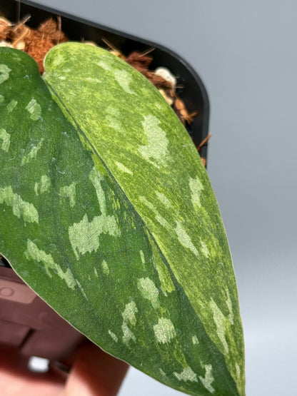 スキンダプサス マッチャ / Scindapsus matcha (4)