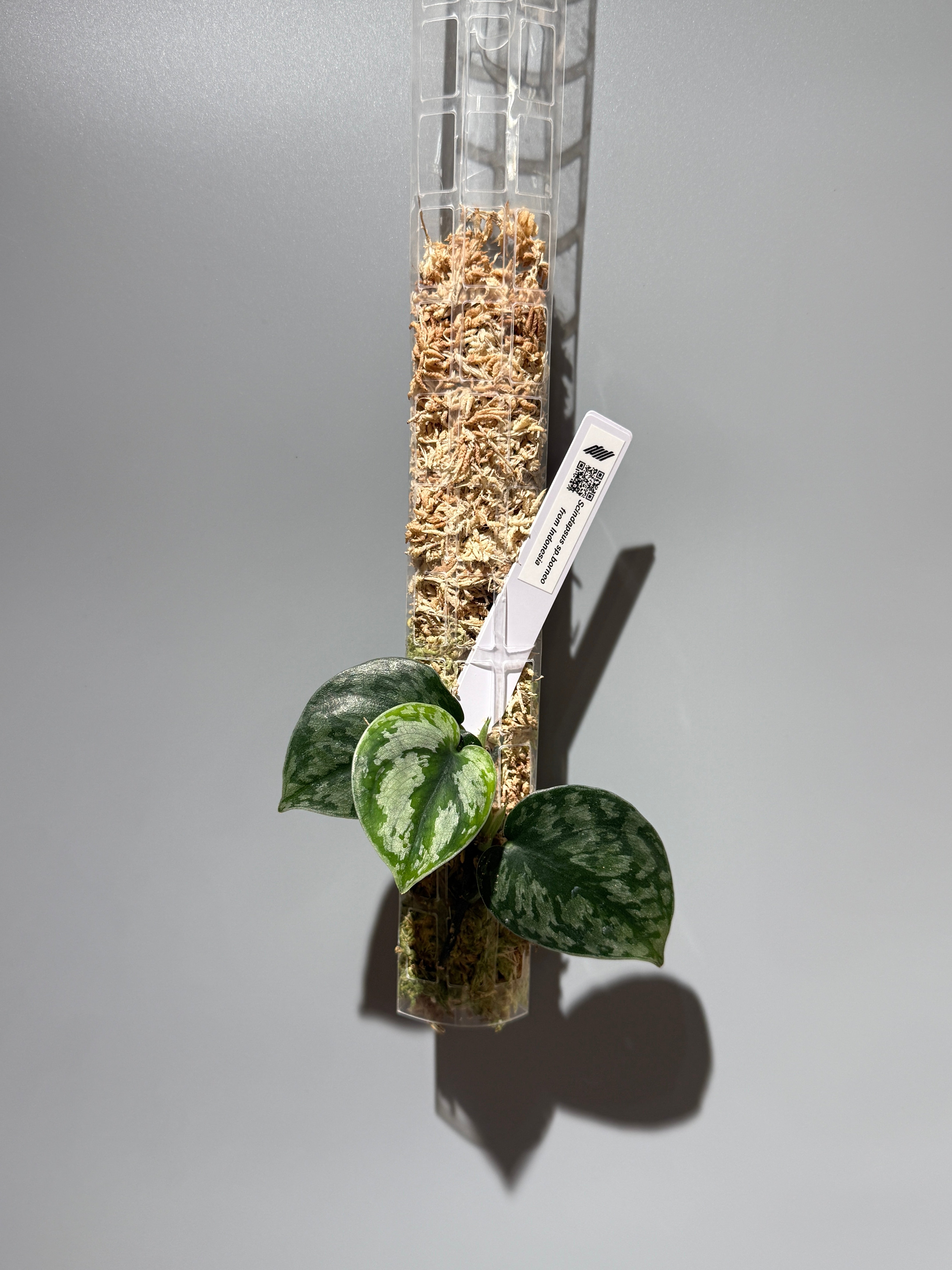 All Plants – Nakayama-Plants