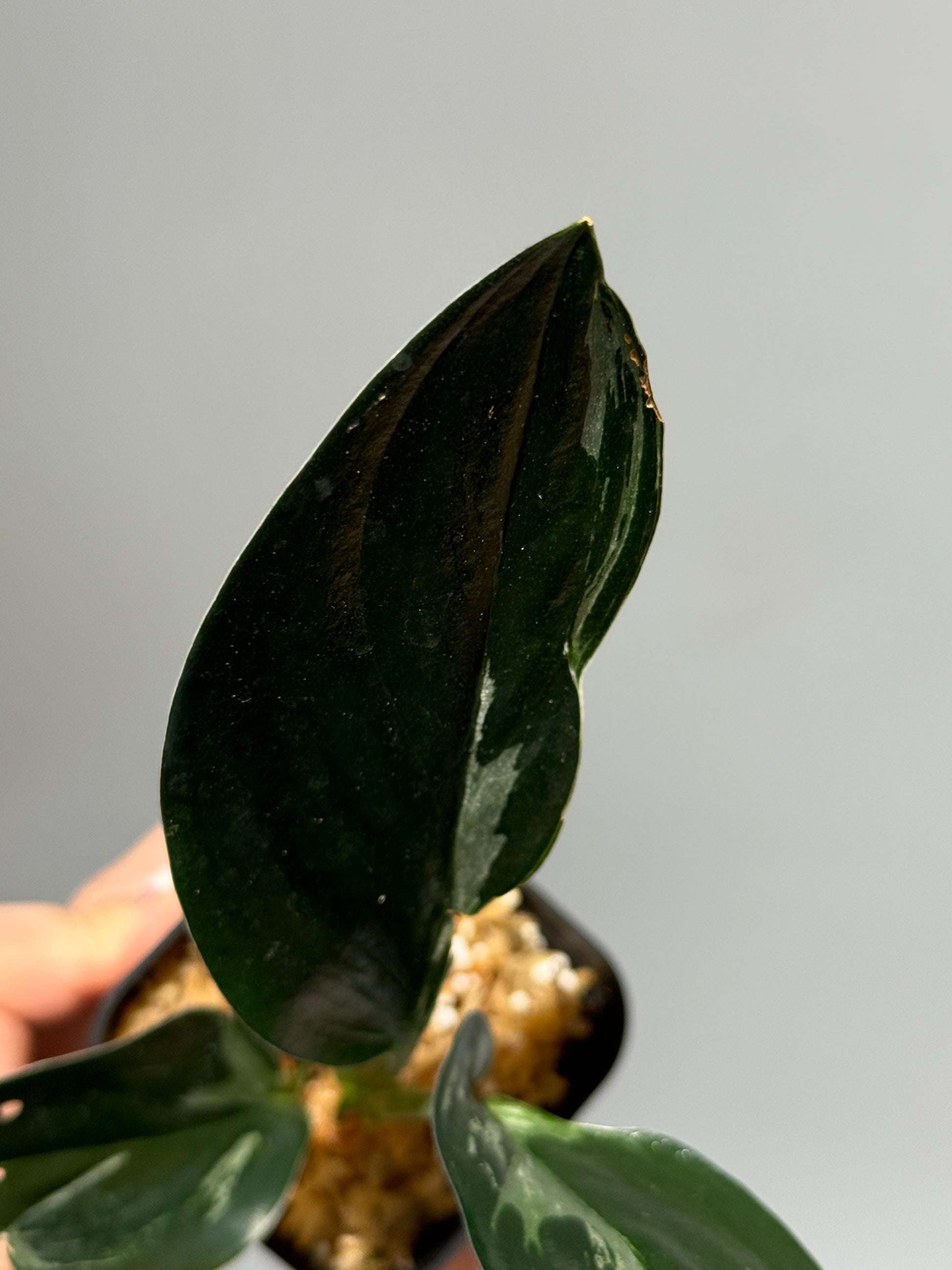 スキンダプサス トレビー ダークフォーム ミューテーション/Scindapsus Treubii darkform mutation (1)