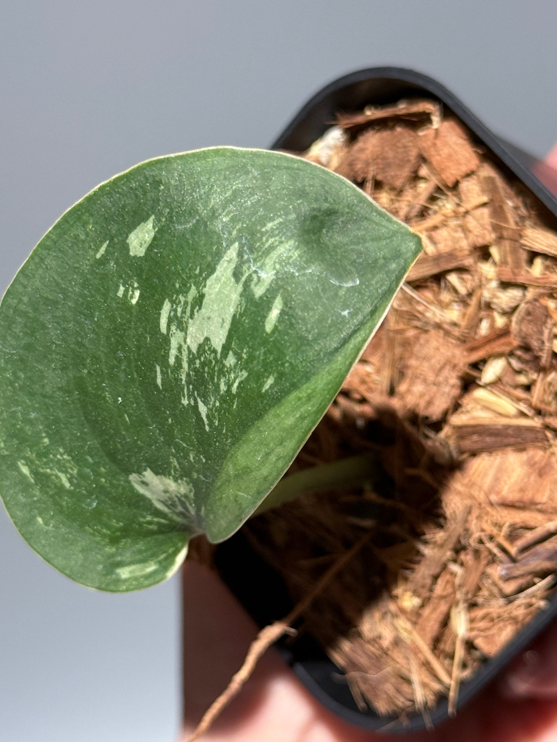 スキンダプサス シルバースプラッシュ ミューテーション/ Scindapsus Silver splash mutation  (2)