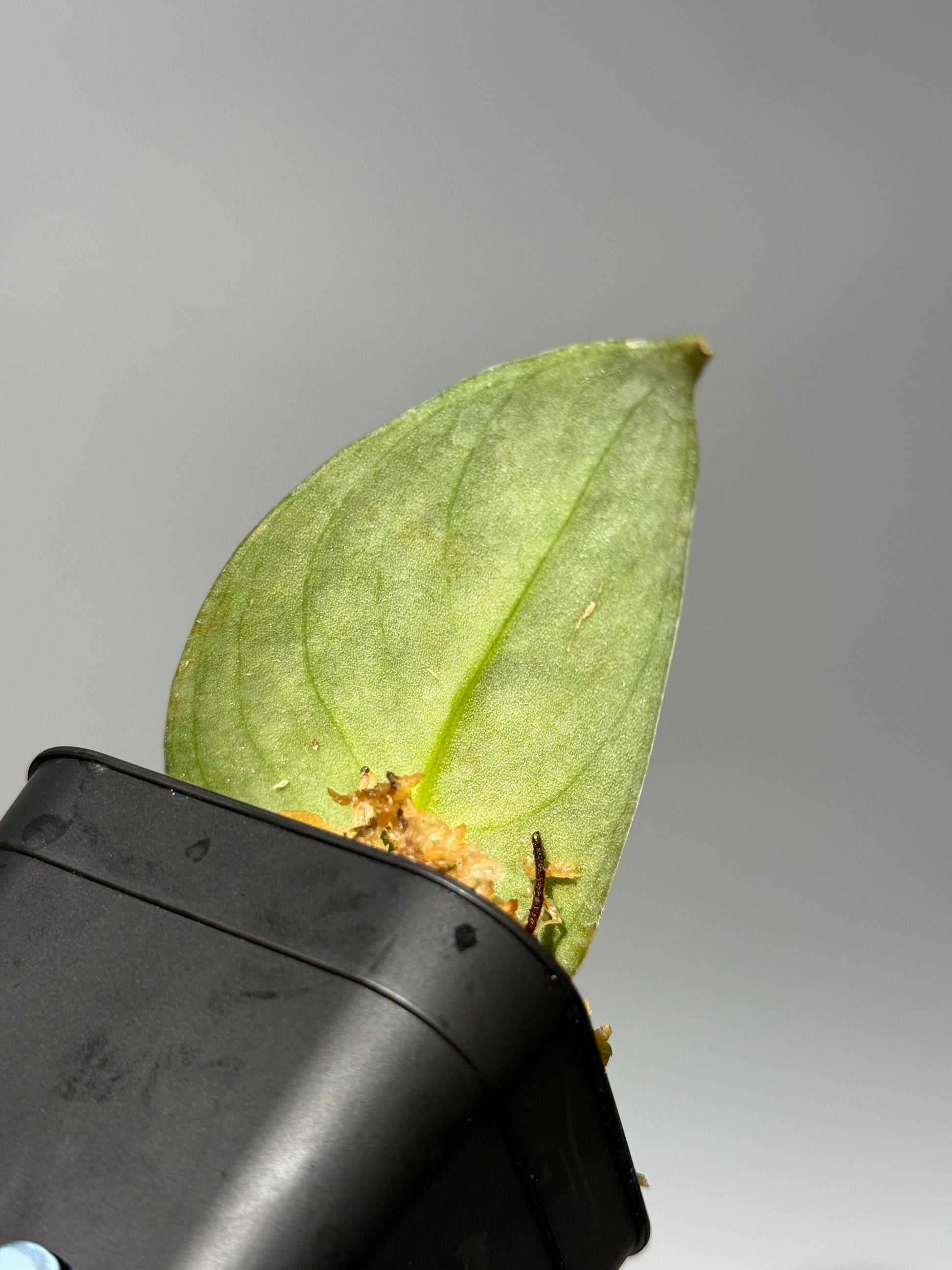 スキンダプサス Sp. イロコス / Scindapsus Sp.ilocos (1)