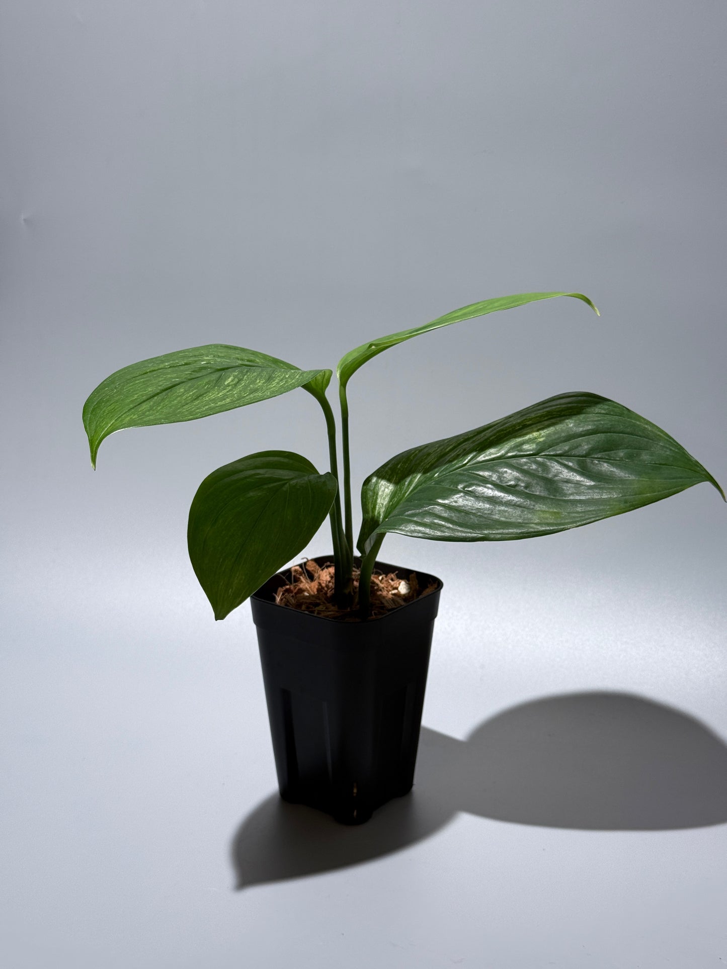 スキンダプサス ペラケンシス  / Scindapsus Perakensis (2)