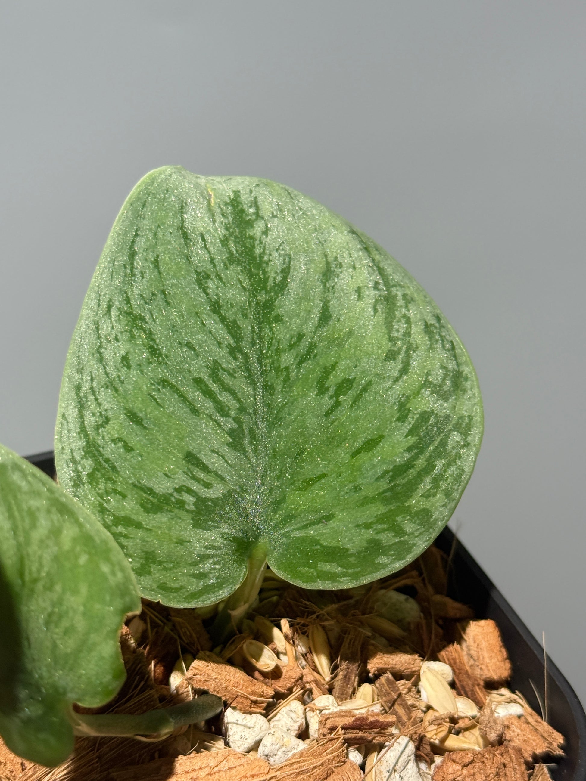 スキンダプサス グレイ ダイヤモンド / Scindapsus Gray diamond (1)