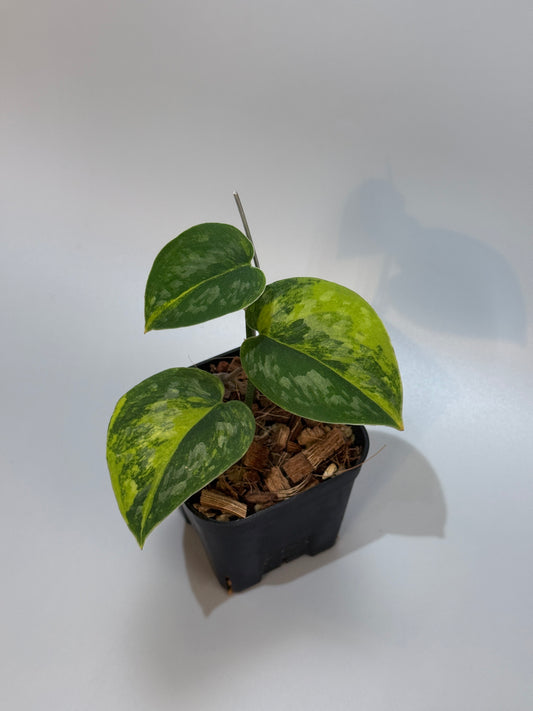 スキンダプサス グリーン ダイヤモンド / Scindapsus Green diamond(2)