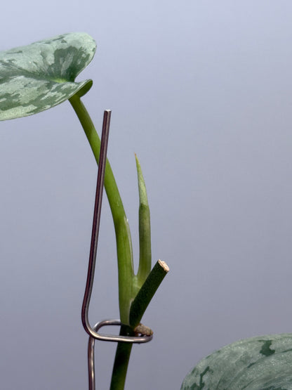 スキンダプサス sp.ジャンビ / Scindapsus sp.jambi (3)