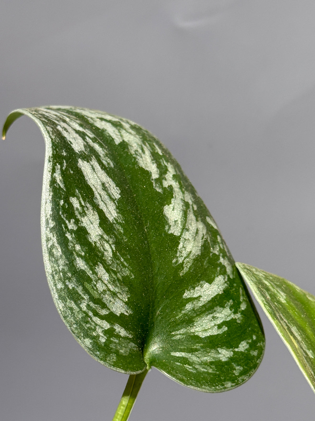 スキンダプサス  Sp.カリマンタン / Scindapsus Sp.Kalimantan (2)