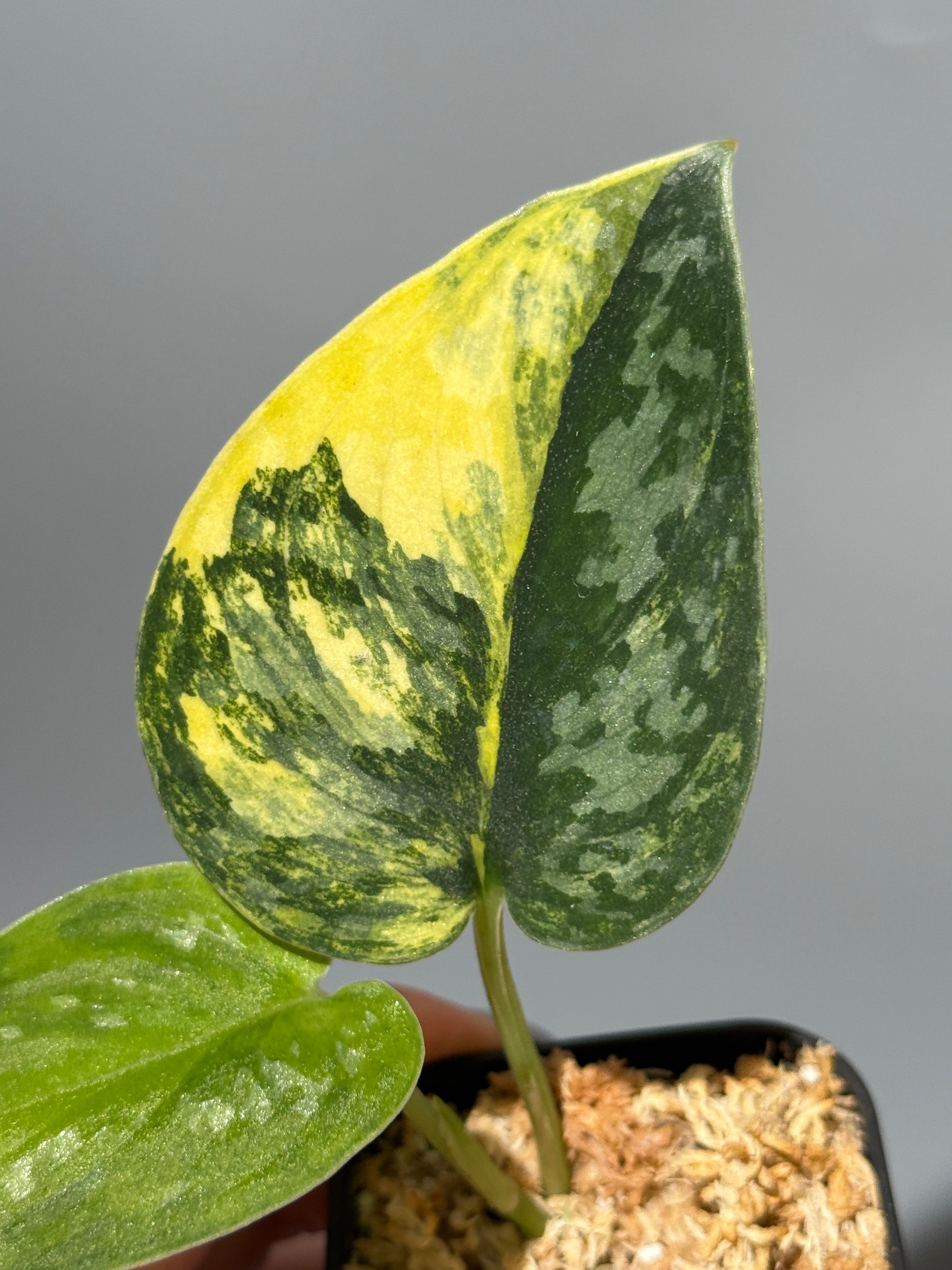 スキンダプサス グリーン ダイヤモンド / Scindapsus Green diamond (2)