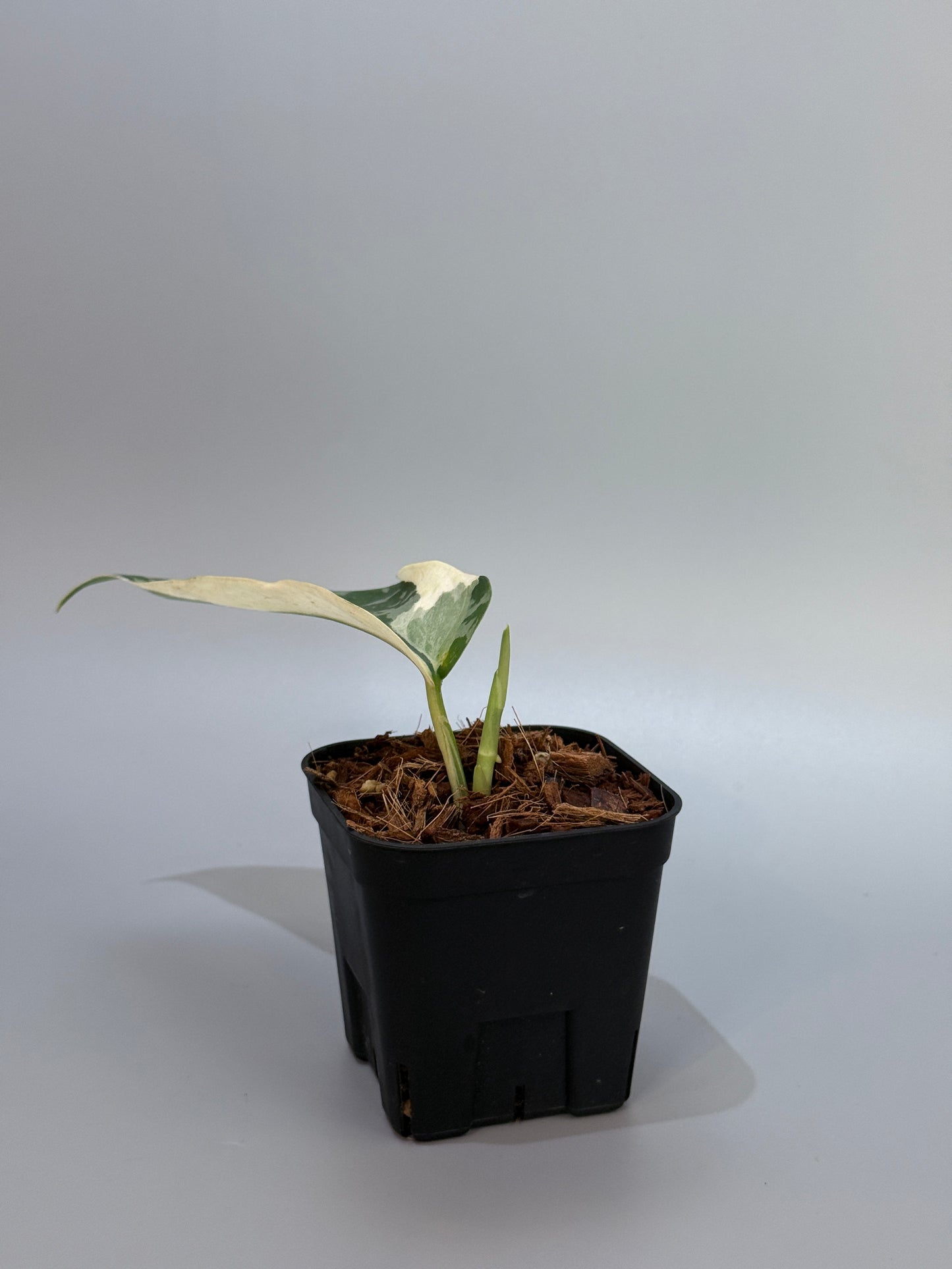 スキンダプサス ラカンビニ / Scindapsus lakambini  (4)