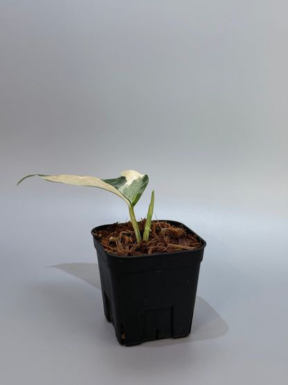 スキンダプサス ラカンビニ / Scindapsus lakambini  (4)