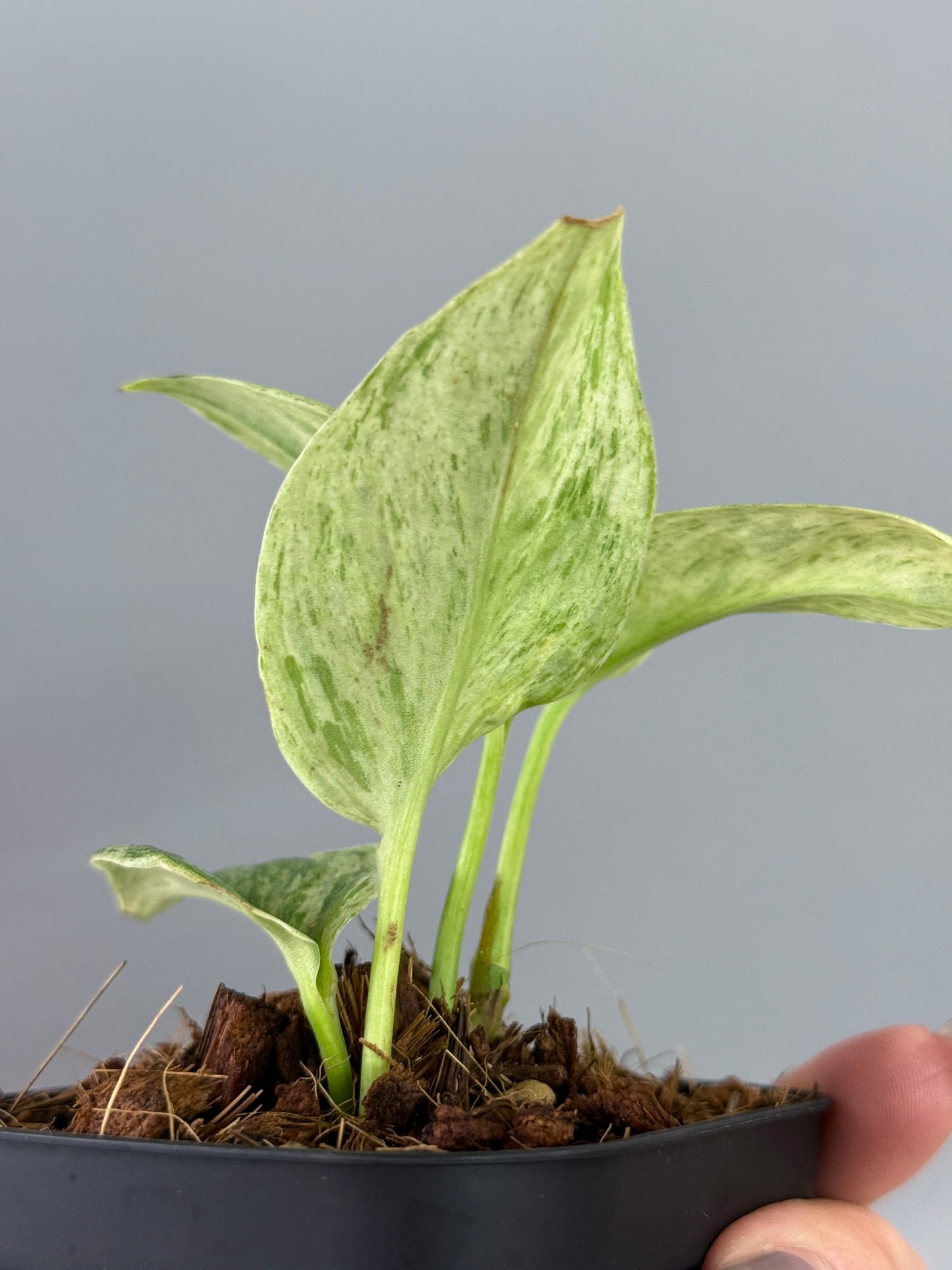 スキンダプサス トレビー マーブル  / Scindapsus treubii marble  (3)