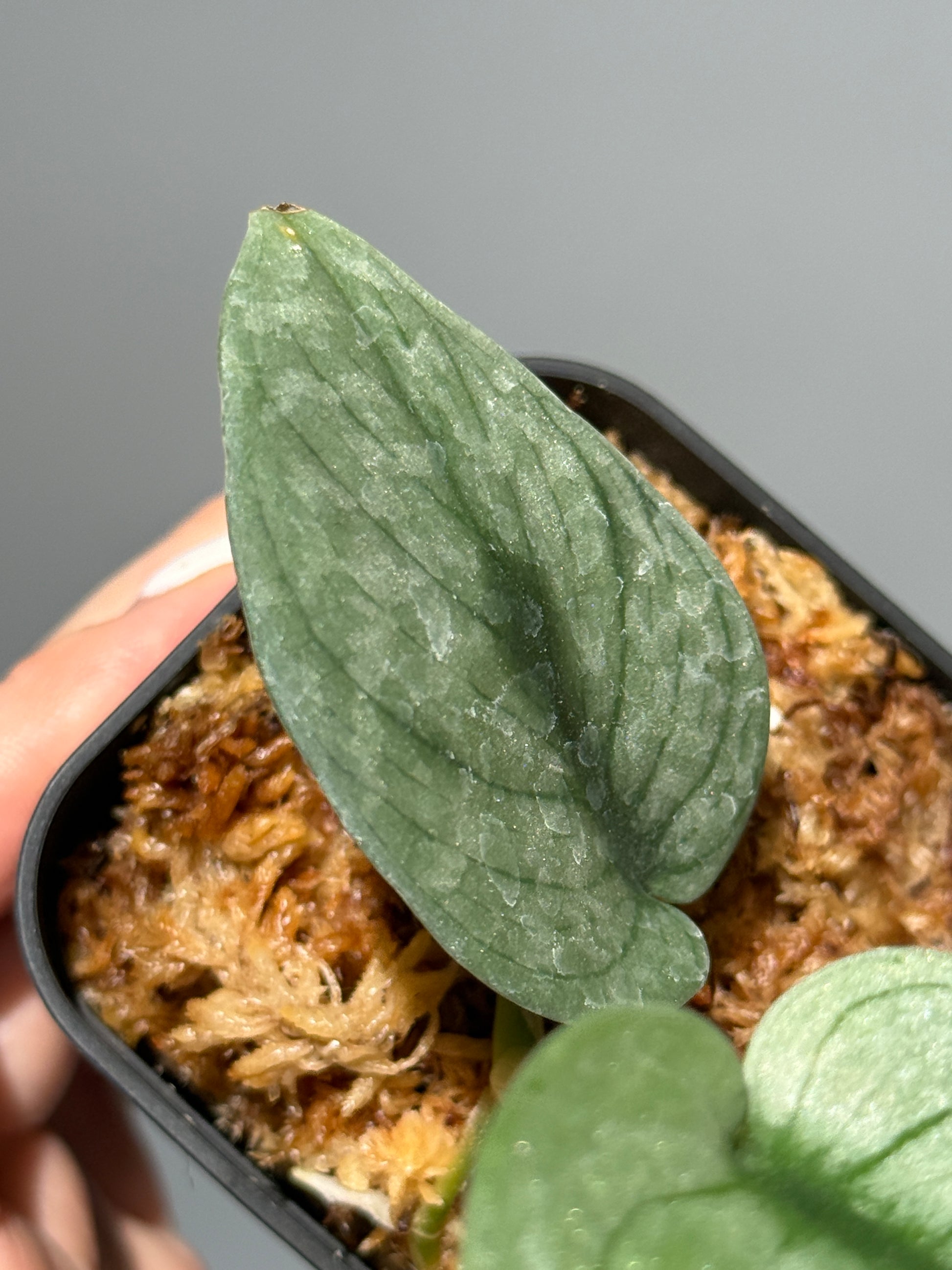 スキンダプサス グリーンベイン / Scindapsus Green vein (2)