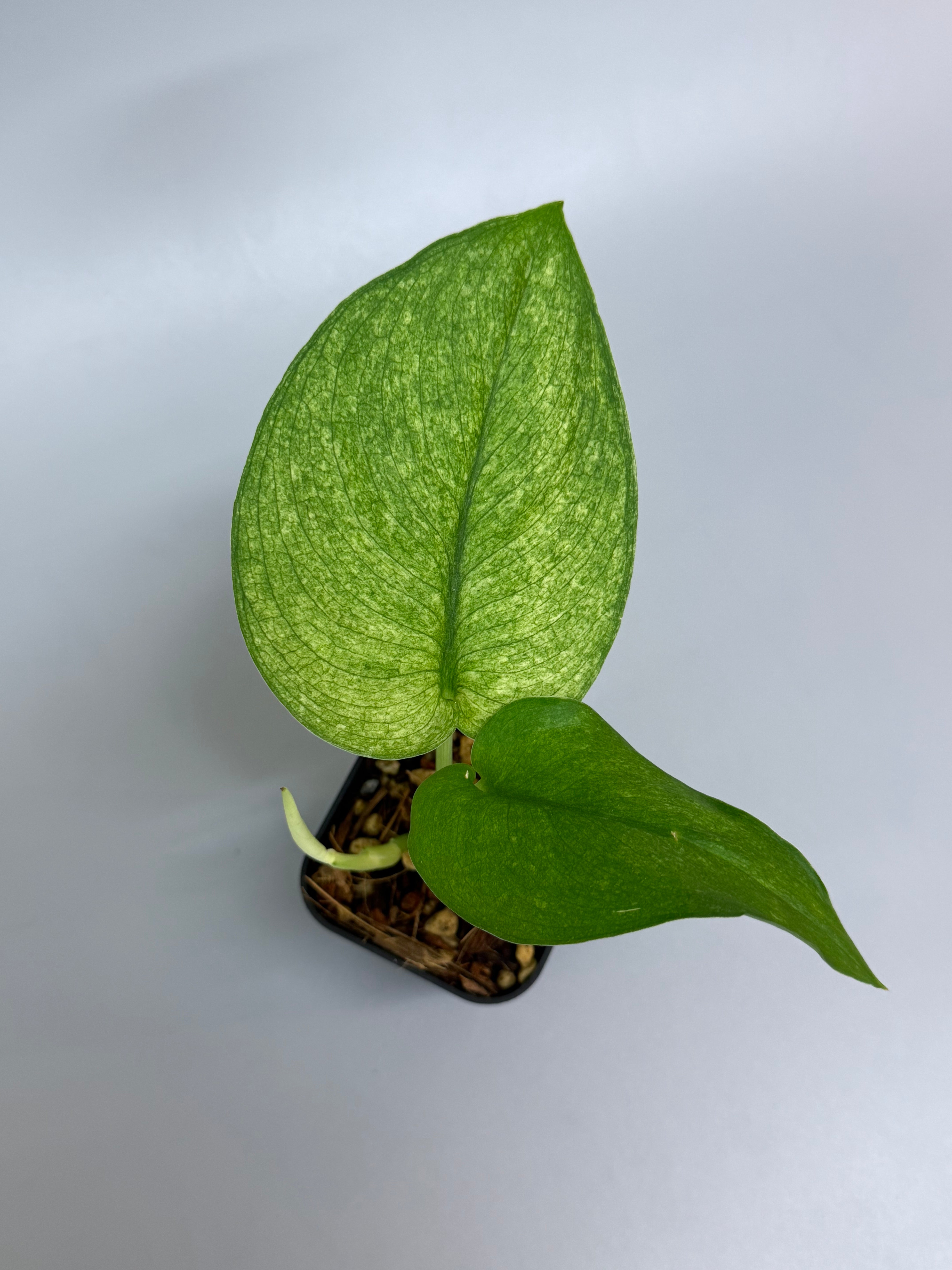 All Plants – Nakayama-Plants