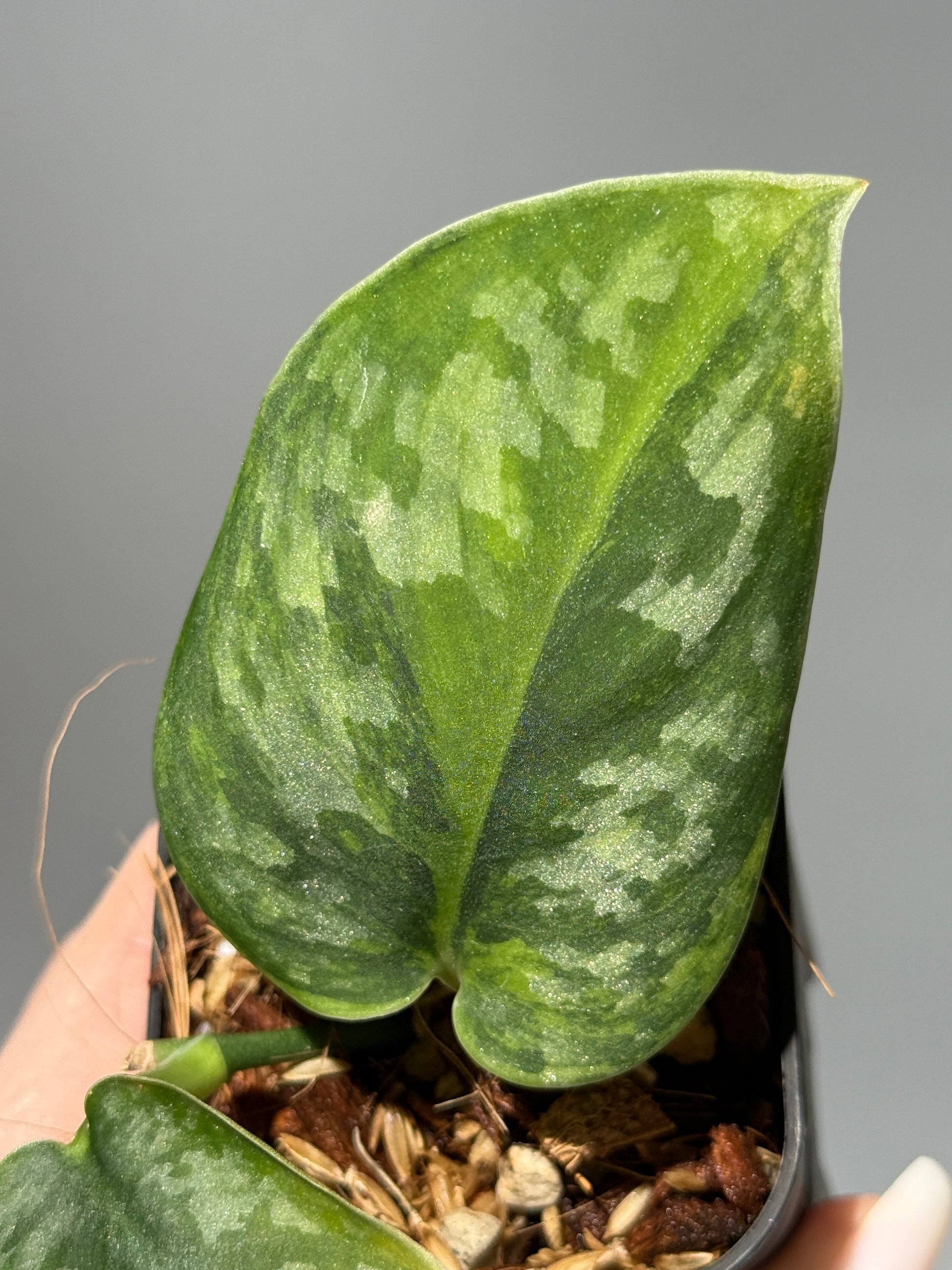 スキンダプサス グリーン エキゾチカ グリーオングリーン Sp.カプアス / Scindapsus Exotica GOG Sp.Kapuas (1)