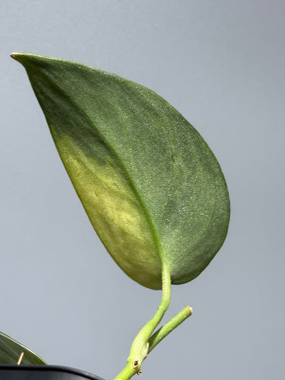 スキンダプサス マラフヨ / Scindapsus Marahuyo (1)