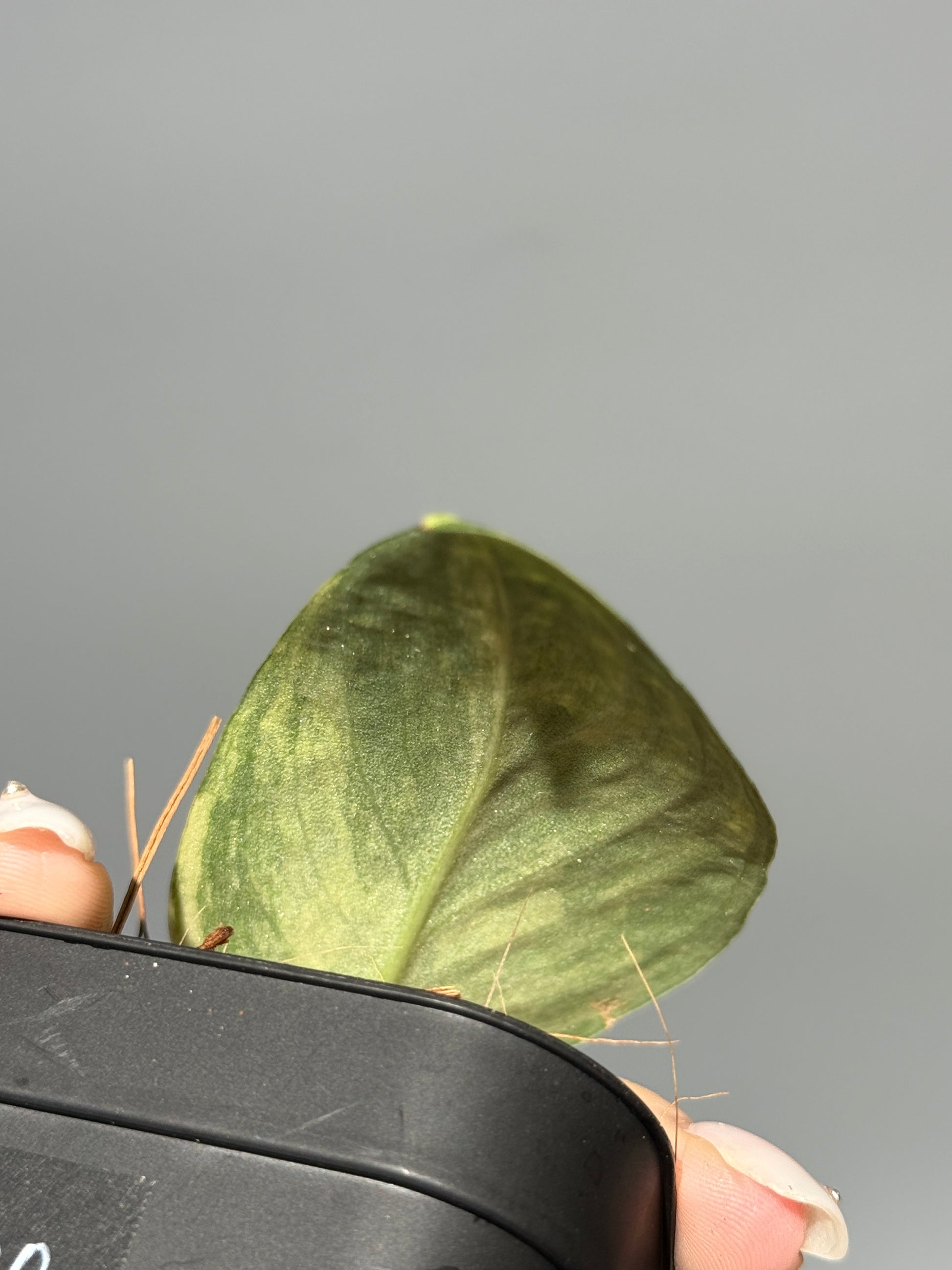 スキンダプサス ラジャタプラ  / Scindapsus Rajatapura (2)