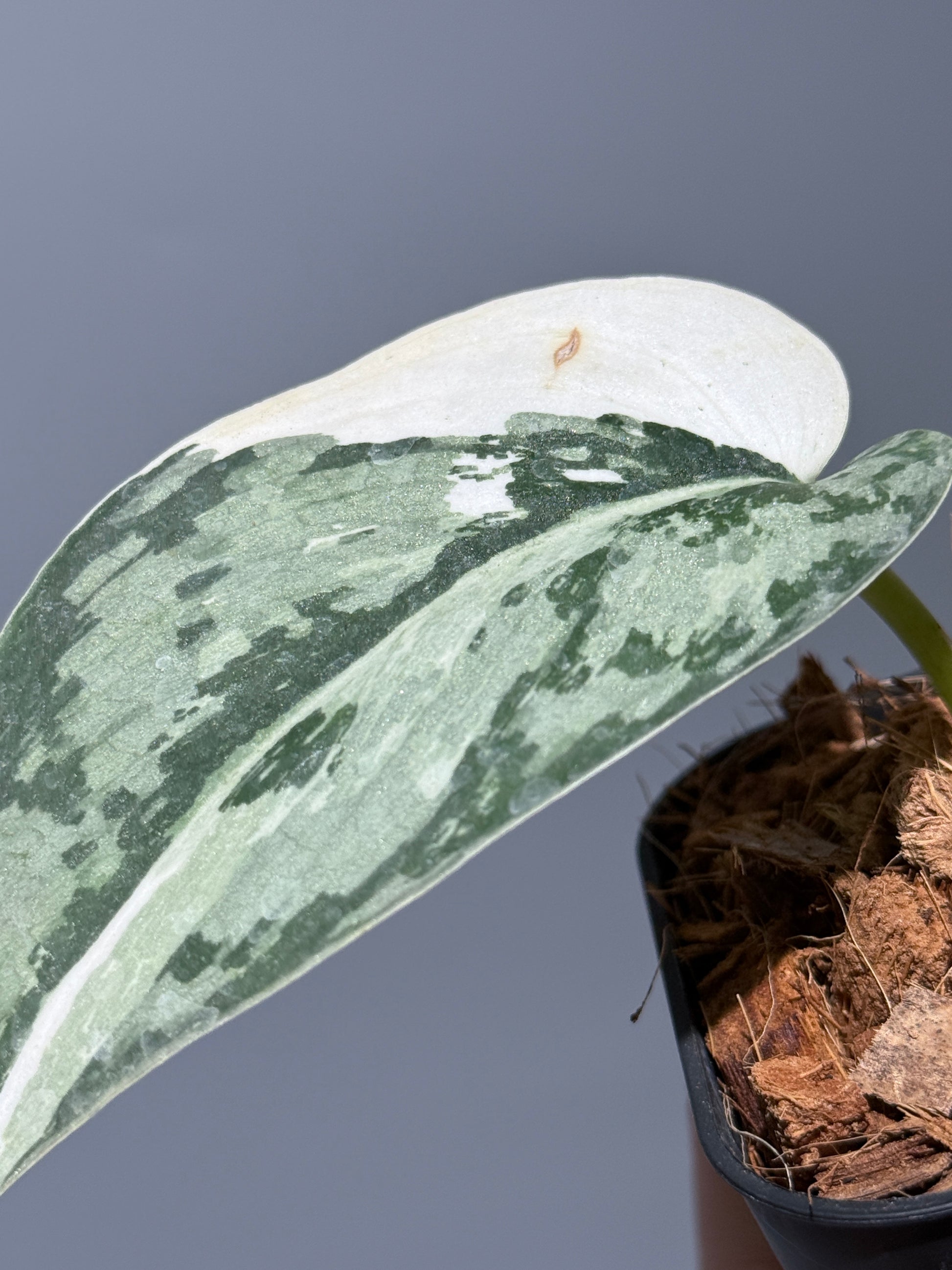 スキンダプサス マリポーサ / Scindapsus Mariposa(1)