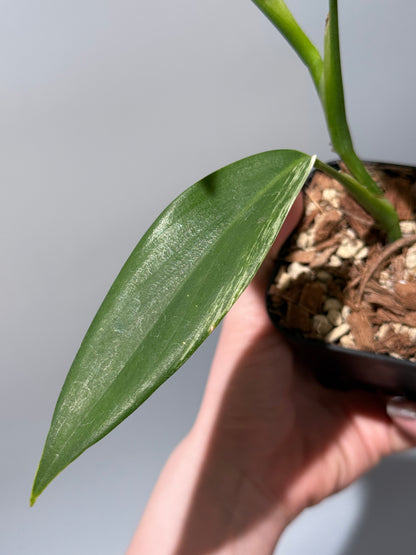 スキンダプサス コリアセウス アルボ / Scindapsus coriaceus albo (1)