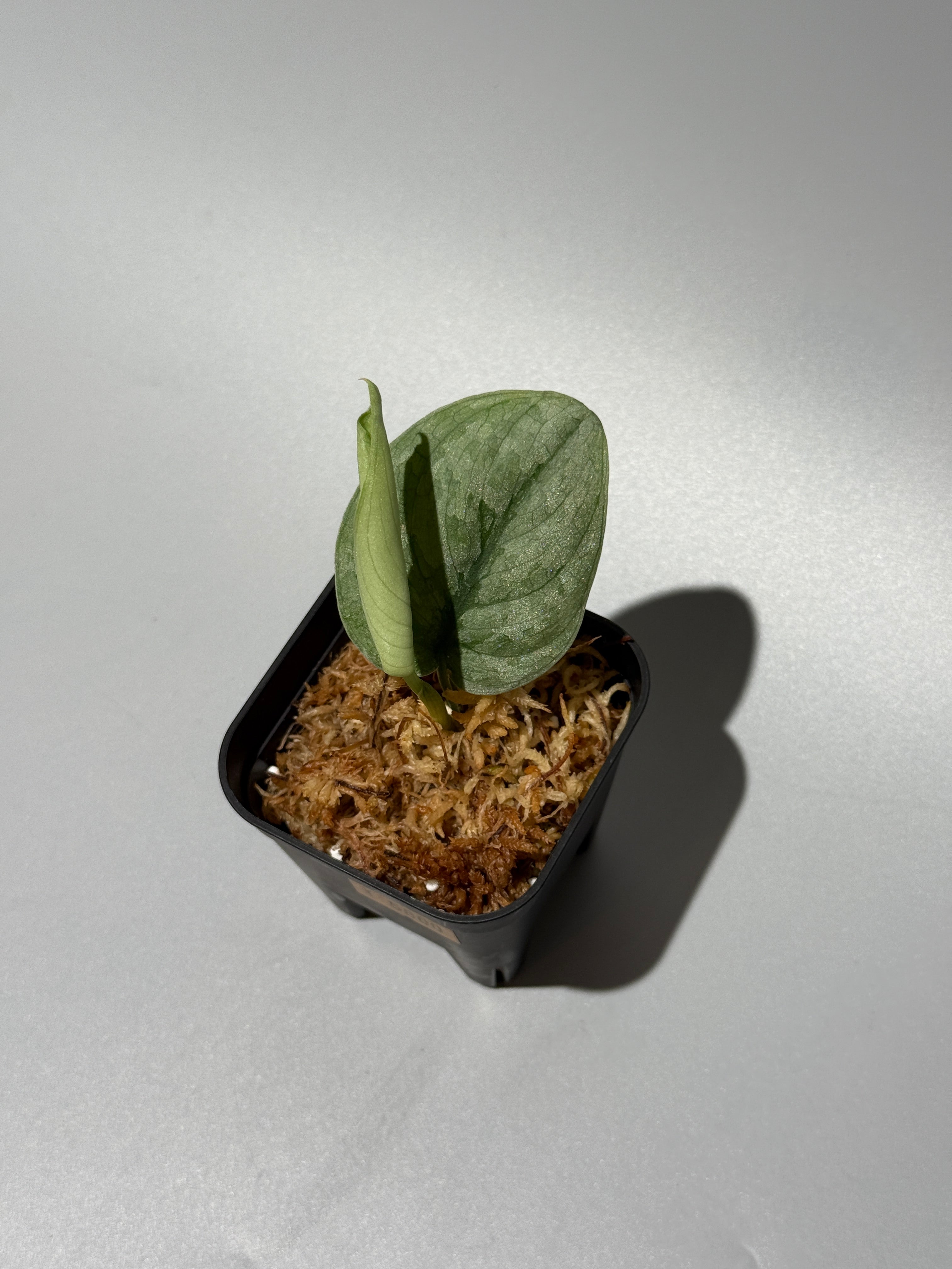 All Plants – Nakayama-Plants