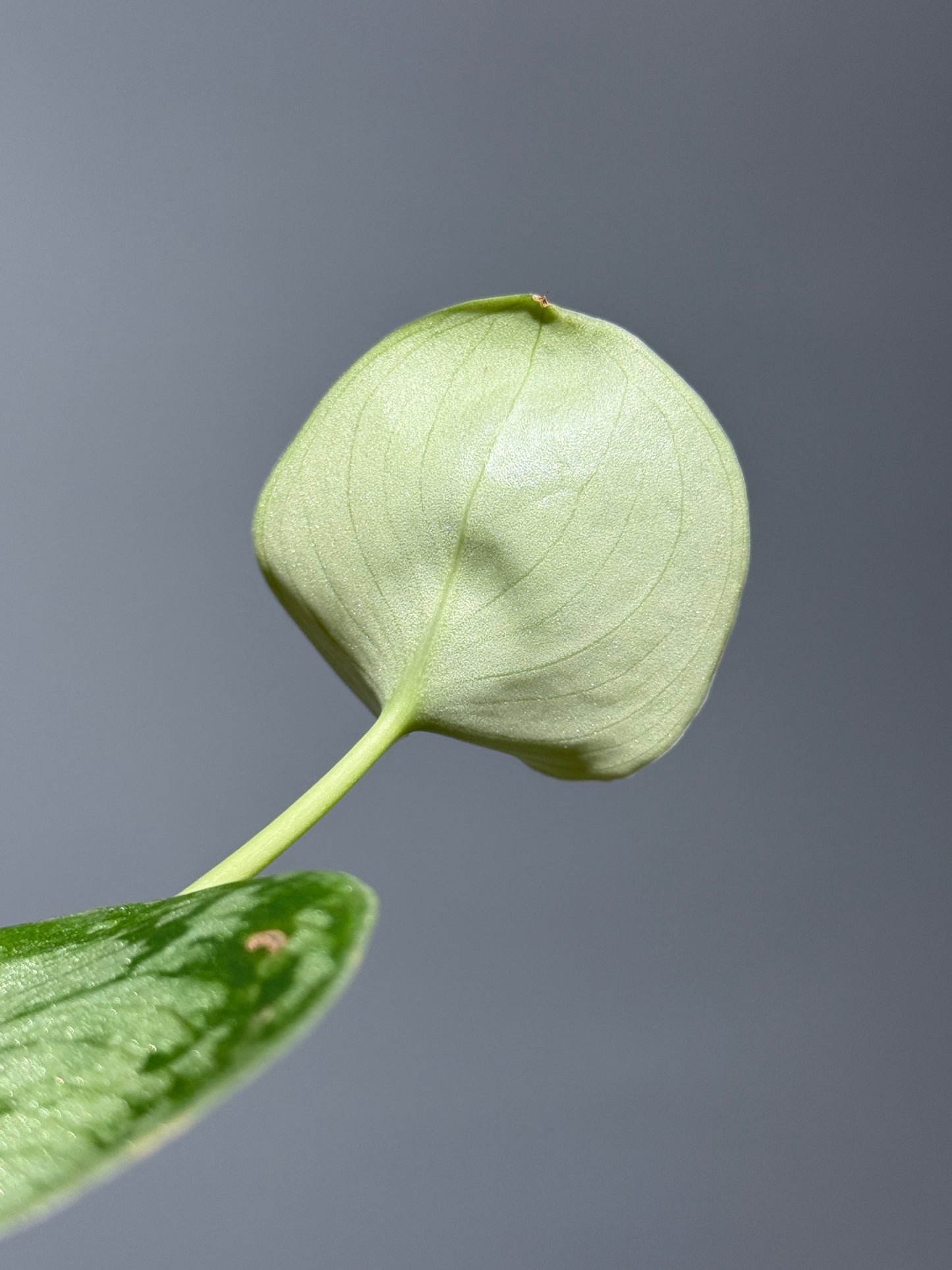 スキンダプサス ドラヤキ / Scindapsus Dorayaki (1)