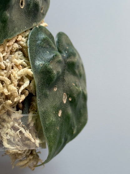 スキンダプサス ブラックマンバ  / Scindapsus black mamba (2)