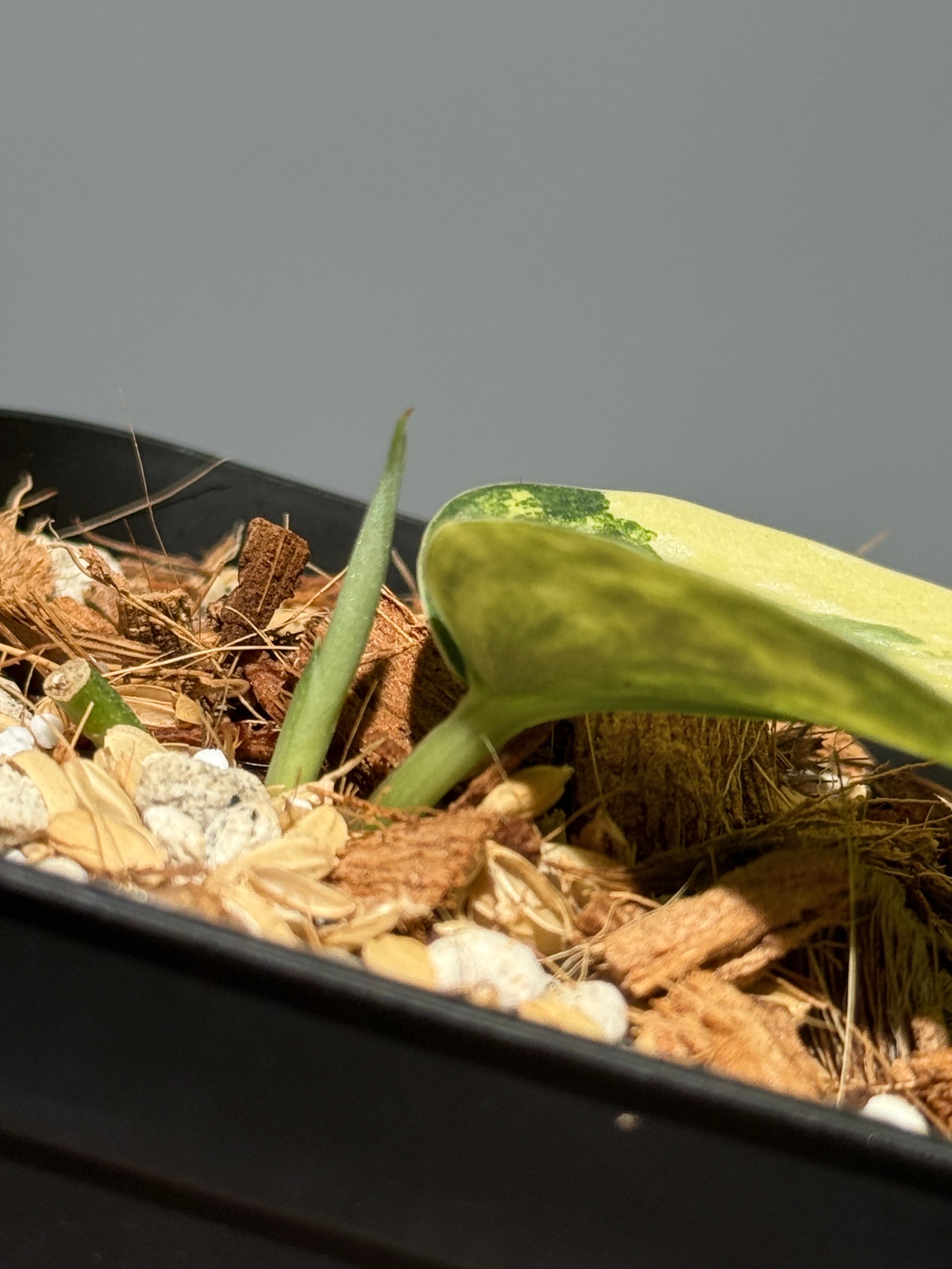 スキンダプサス ラジャタプラ  / Scindapsus Rajatapura (1)