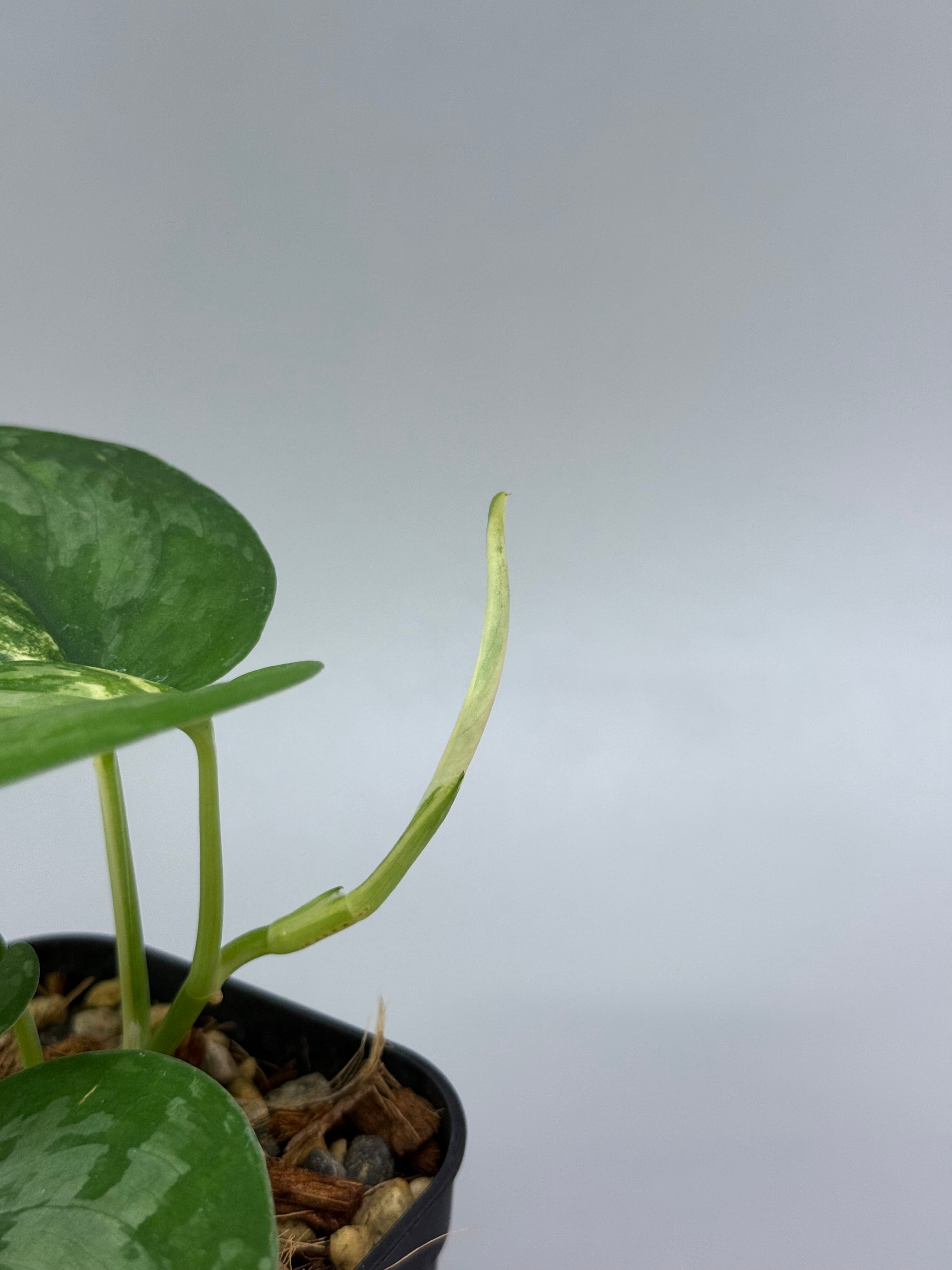 スキンダプサス シルバースプラッシュ / Scindapsus silversplash (1