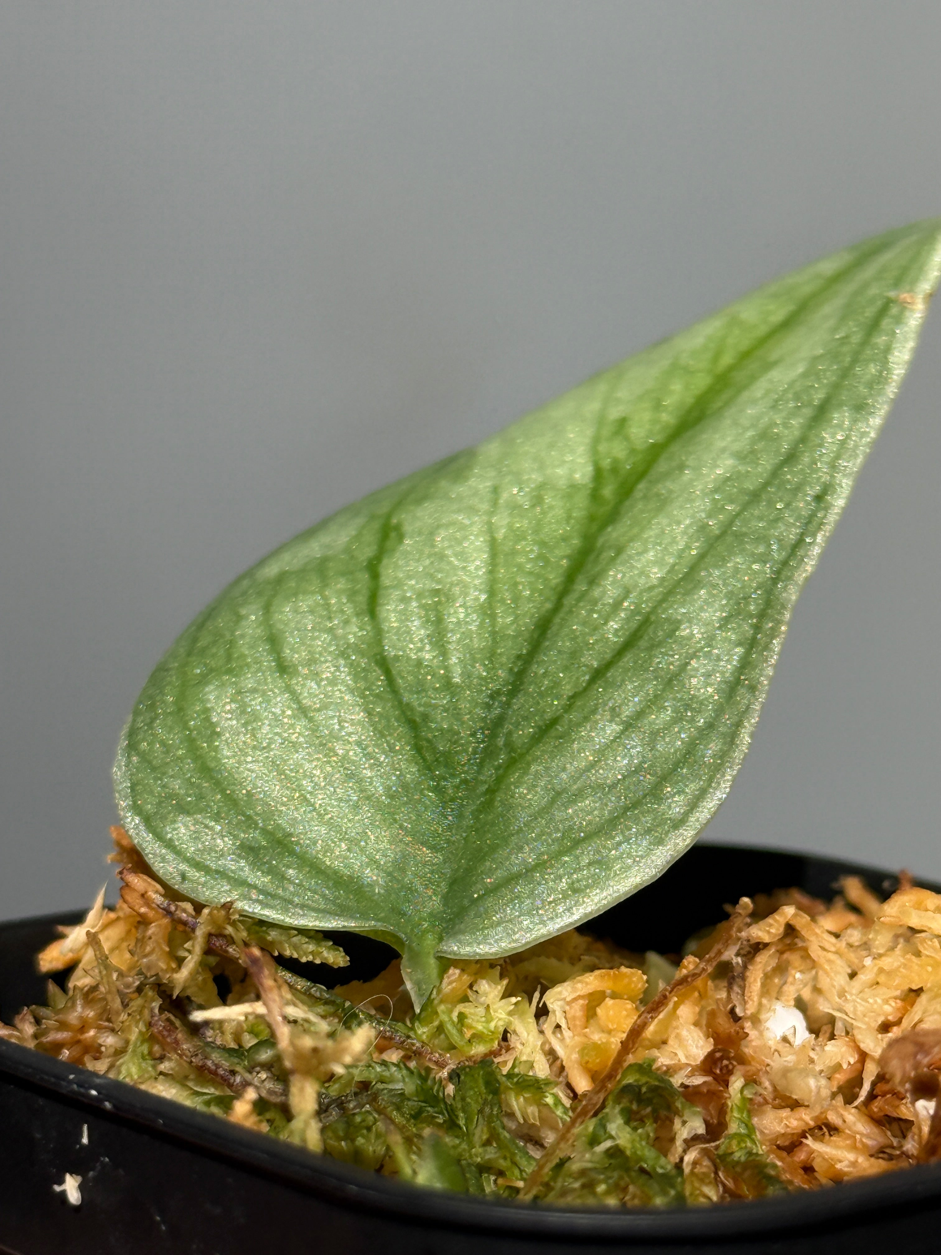 スキンダプサス カーリュー / Scindapsus Curlew (1) – Nakayama-Plants